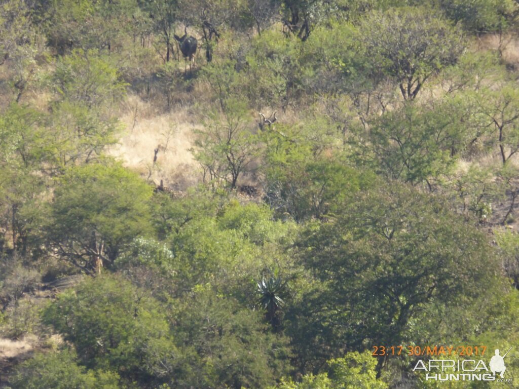 KwaZulu-Natal Kudu