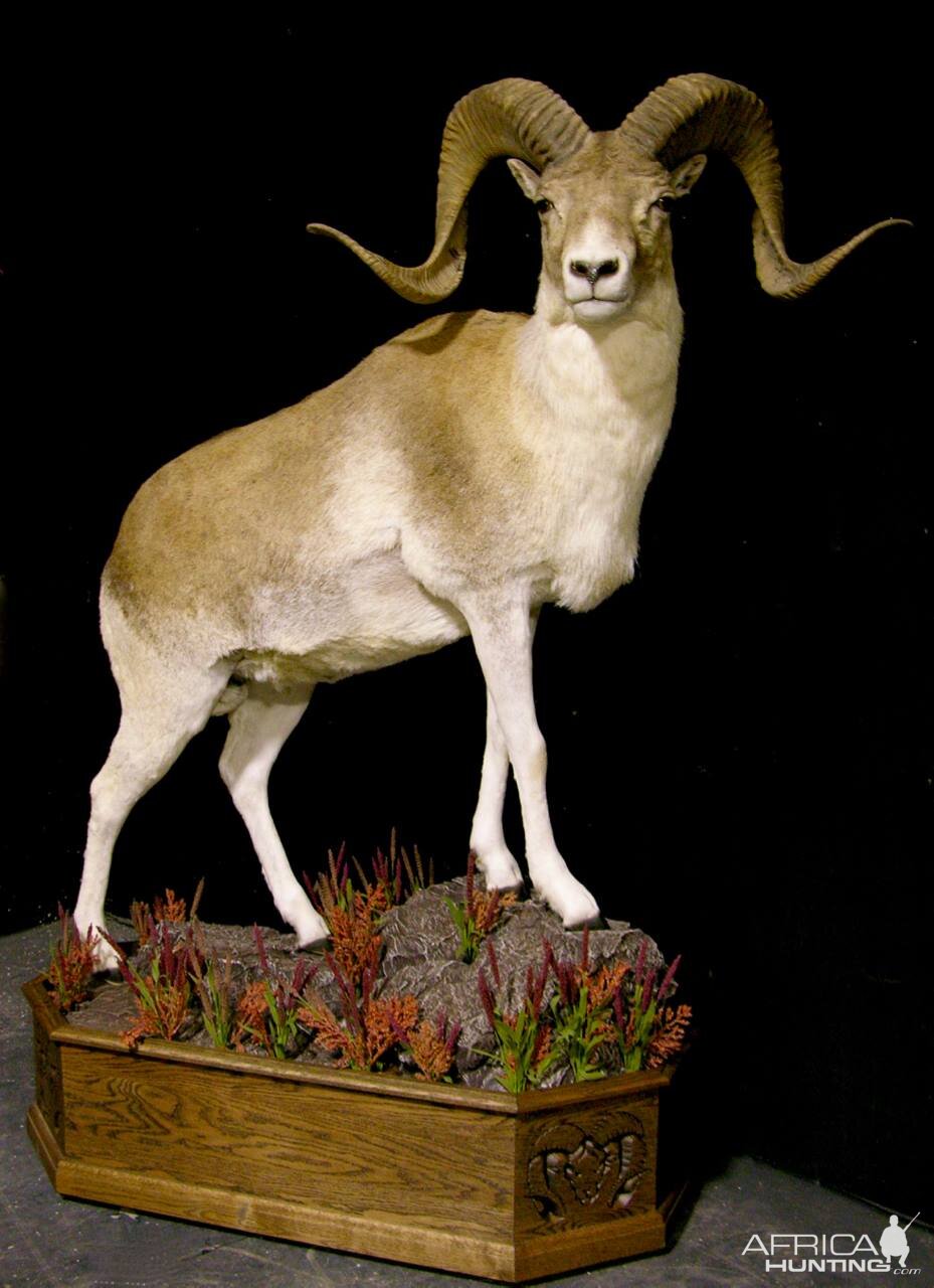 Kyrgyzstan Marco Polo Full Mount Taxidermy