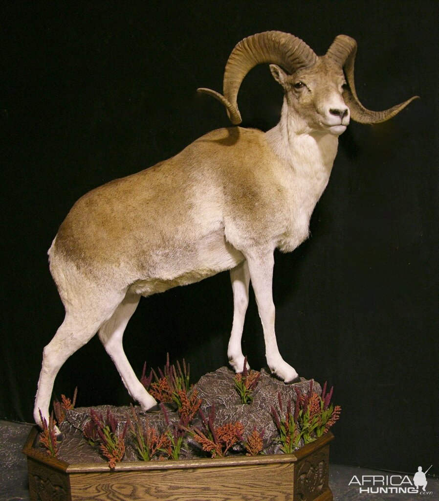 Kyrgyzstan Marco Polo Full Taxidermy Mount