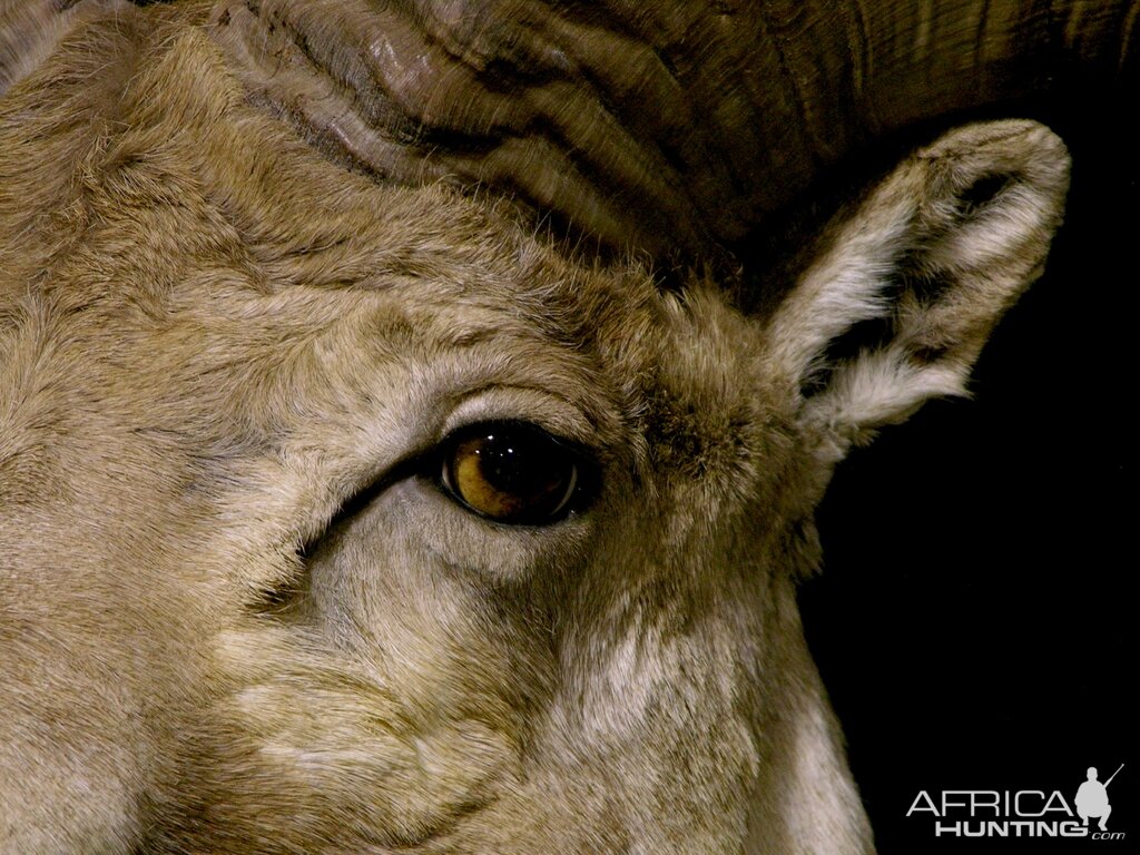 Kyrgyzstan Marco Polo Full Taxidermy Mount