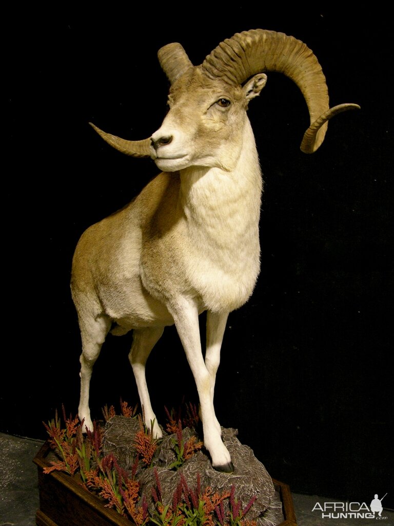 Kyrgyzstan Marco Polo Full Taxidermy Mount