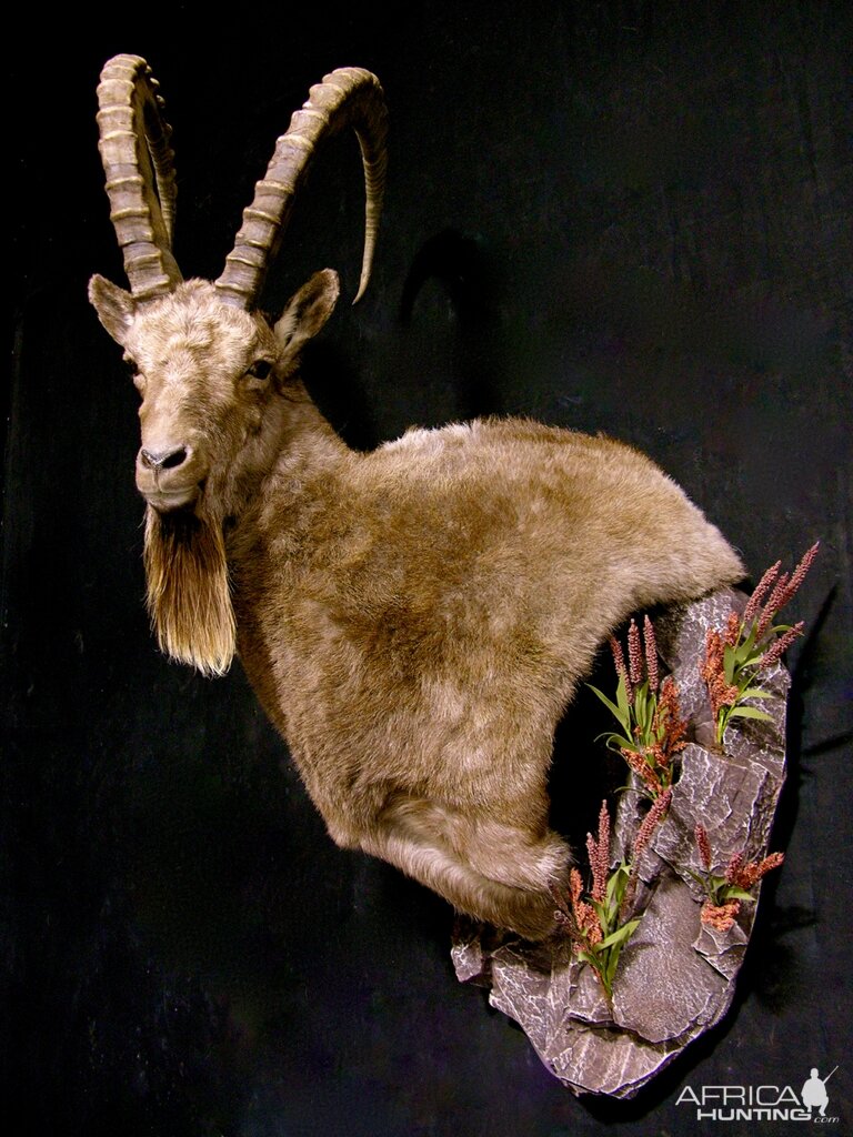 Kyrgyzstan Mid-Asian Ibex Shoulder Mount Wall Pedestal