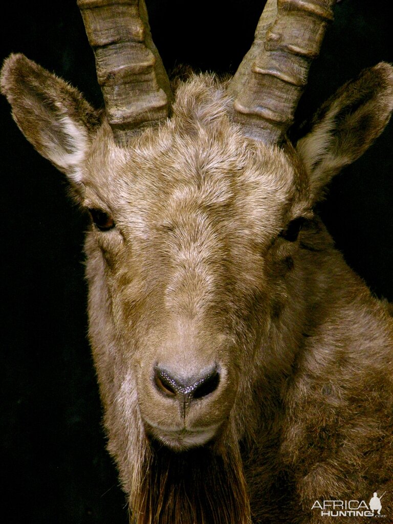 Kyrgyzstan Mid-Asian Ibex Shoulder Mount Wall Pedestal