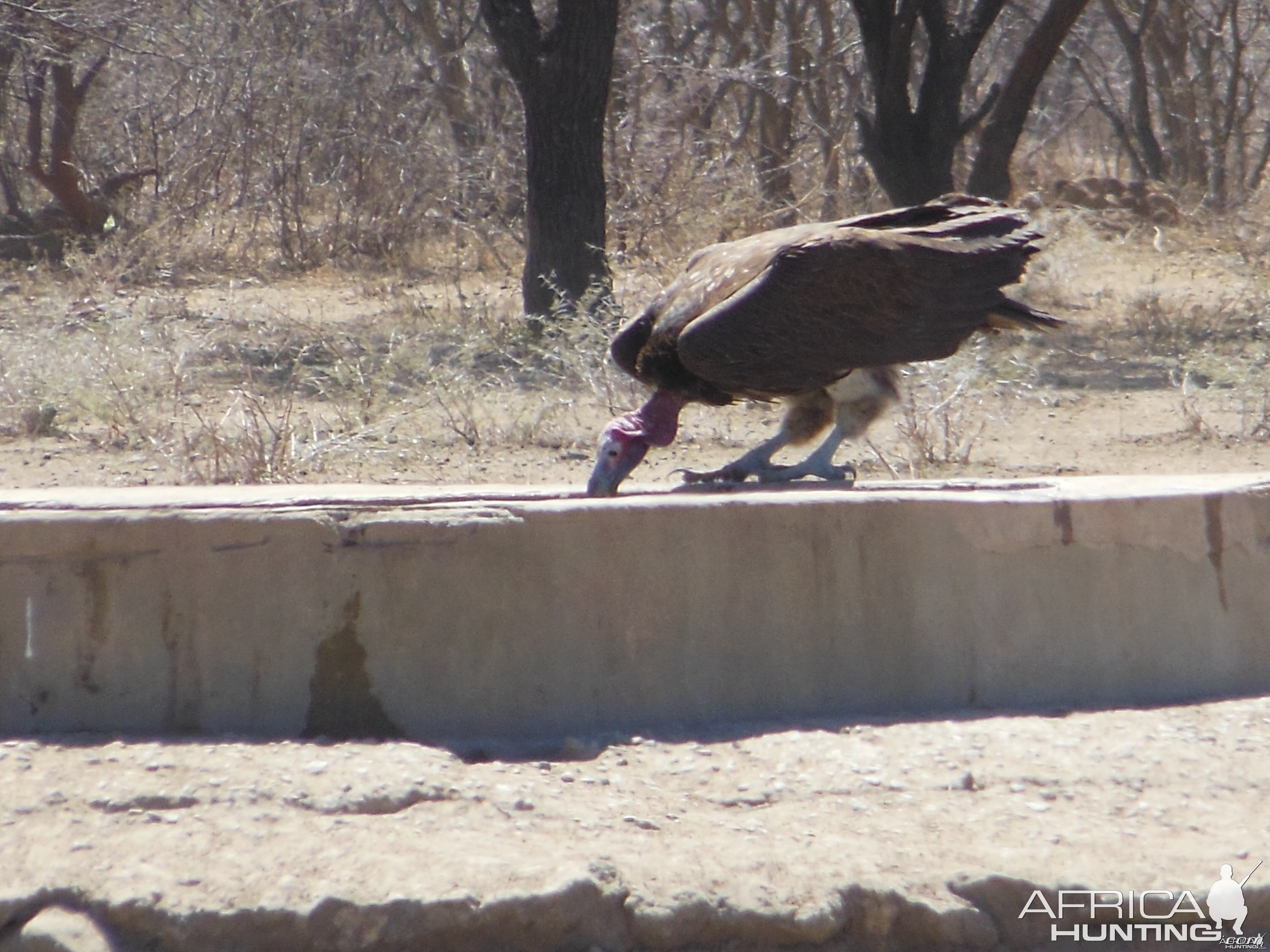 Lappet-Faced Vulture Namibia