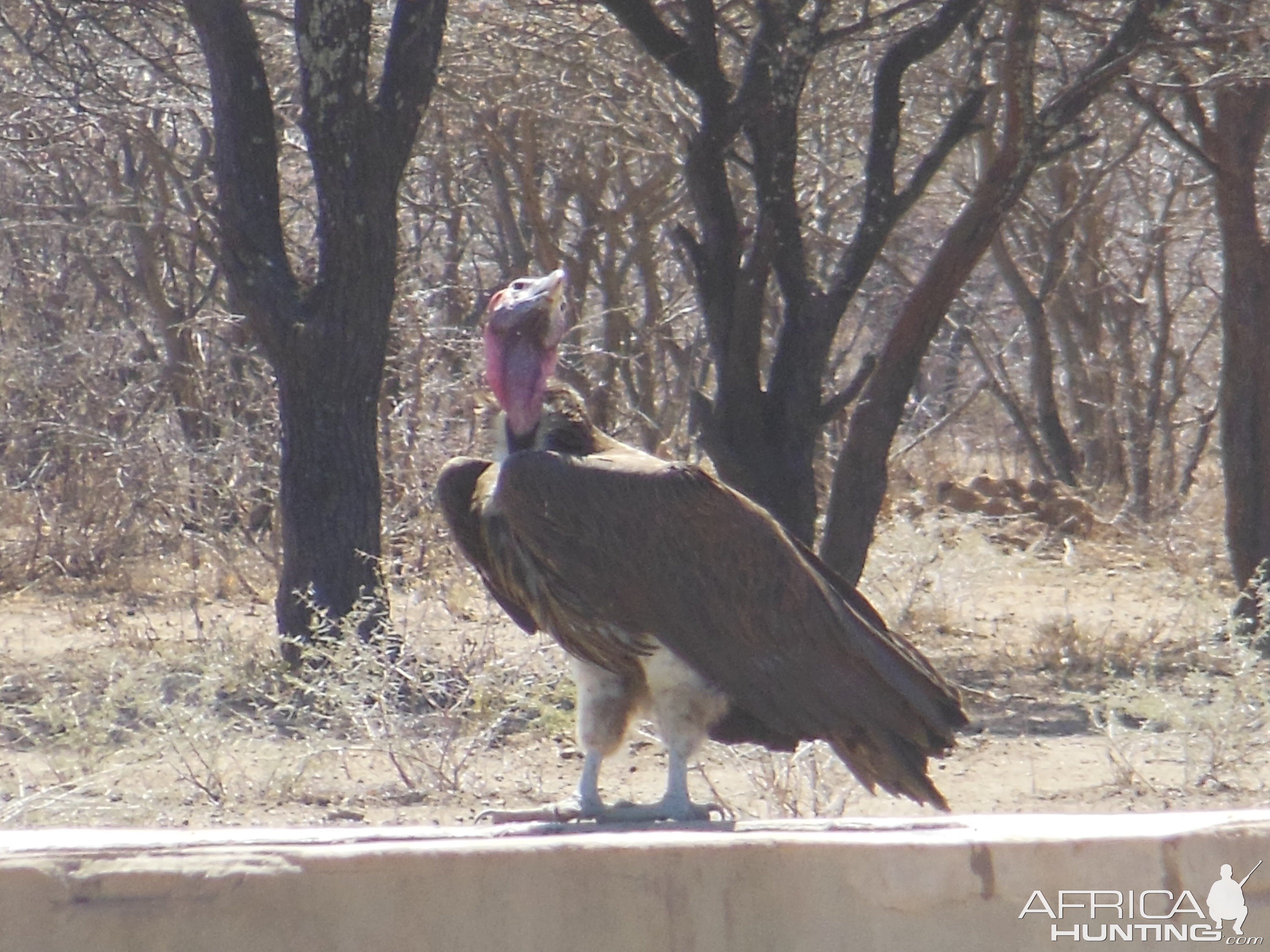 Lappet-Faced Vulture Namibia