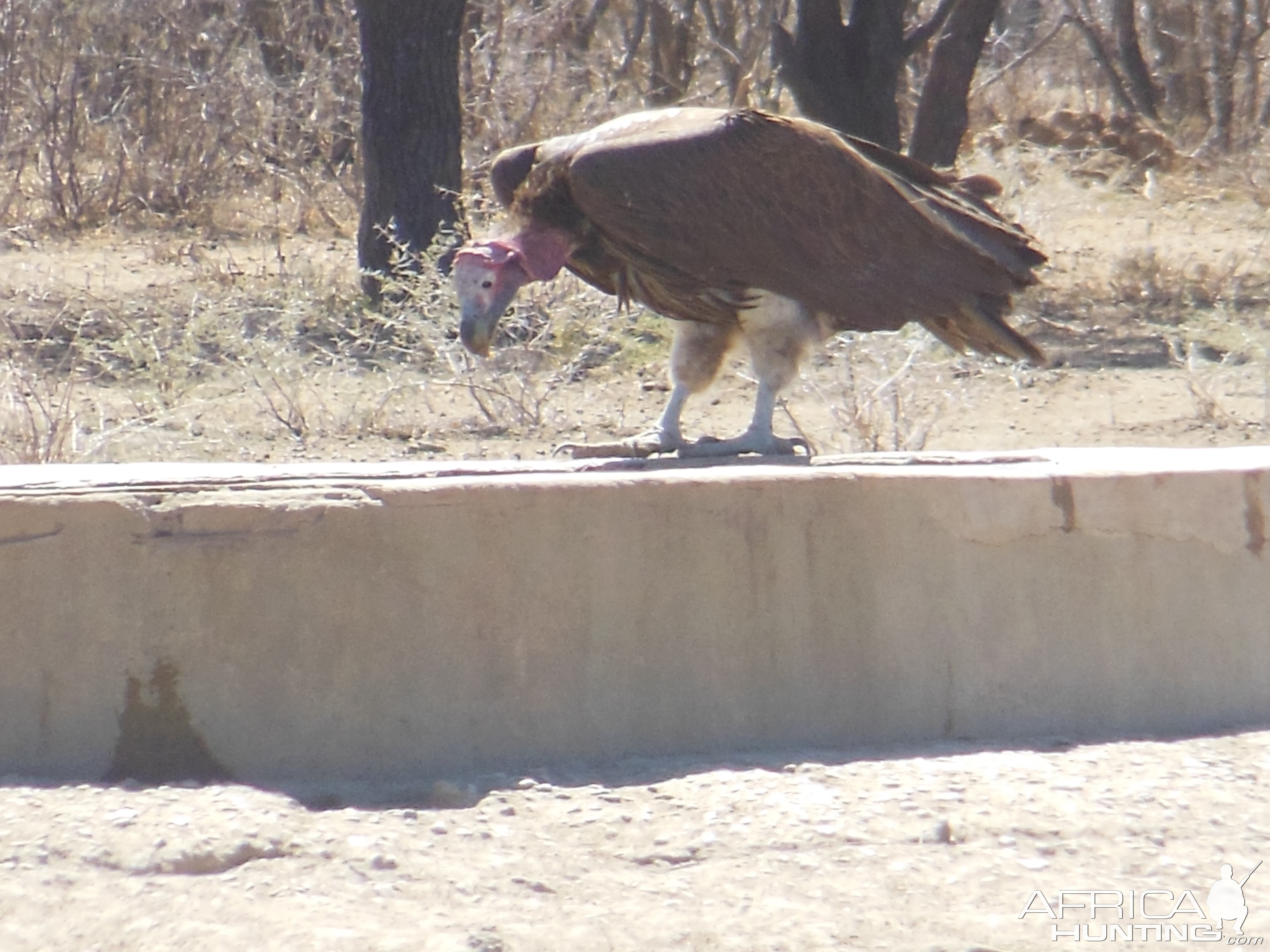 Lappet-Faced Vulture Namibia