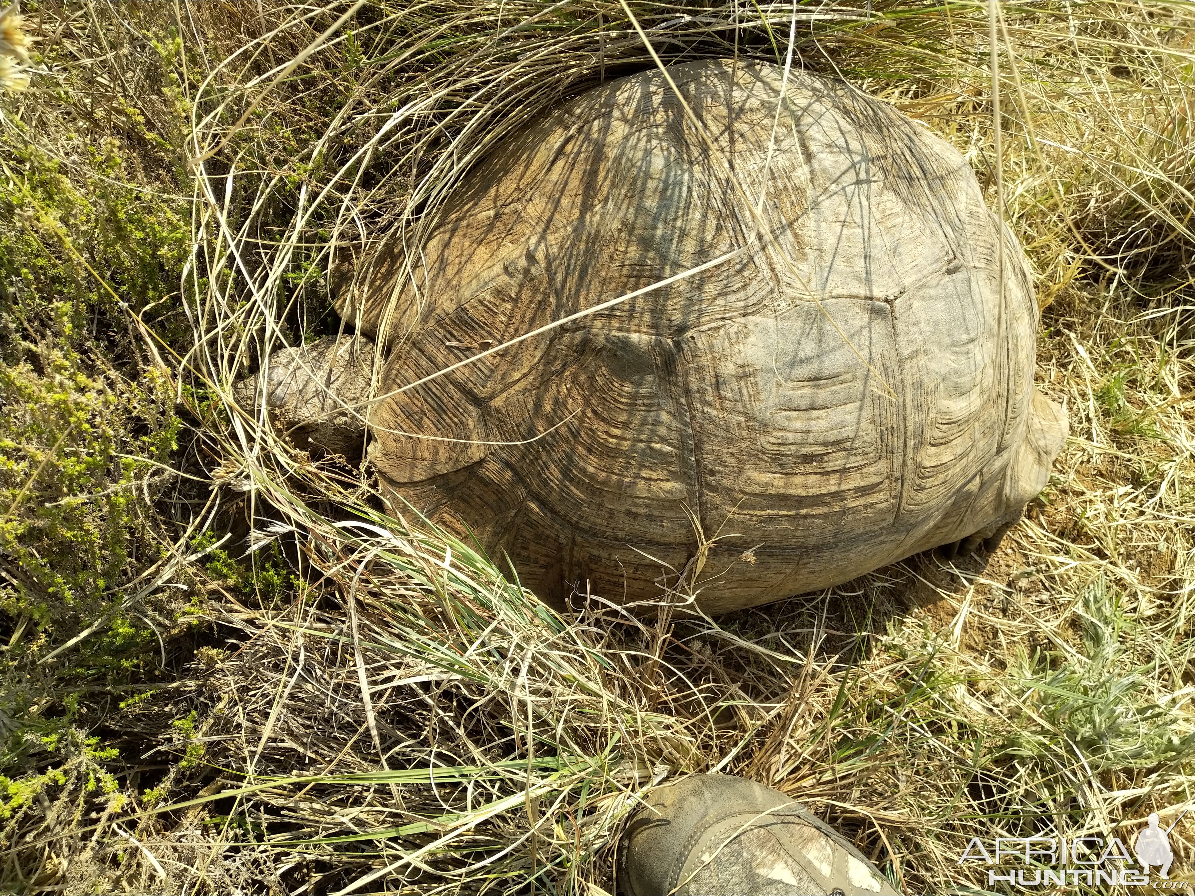 Large Leopard Tortoise in South Africa