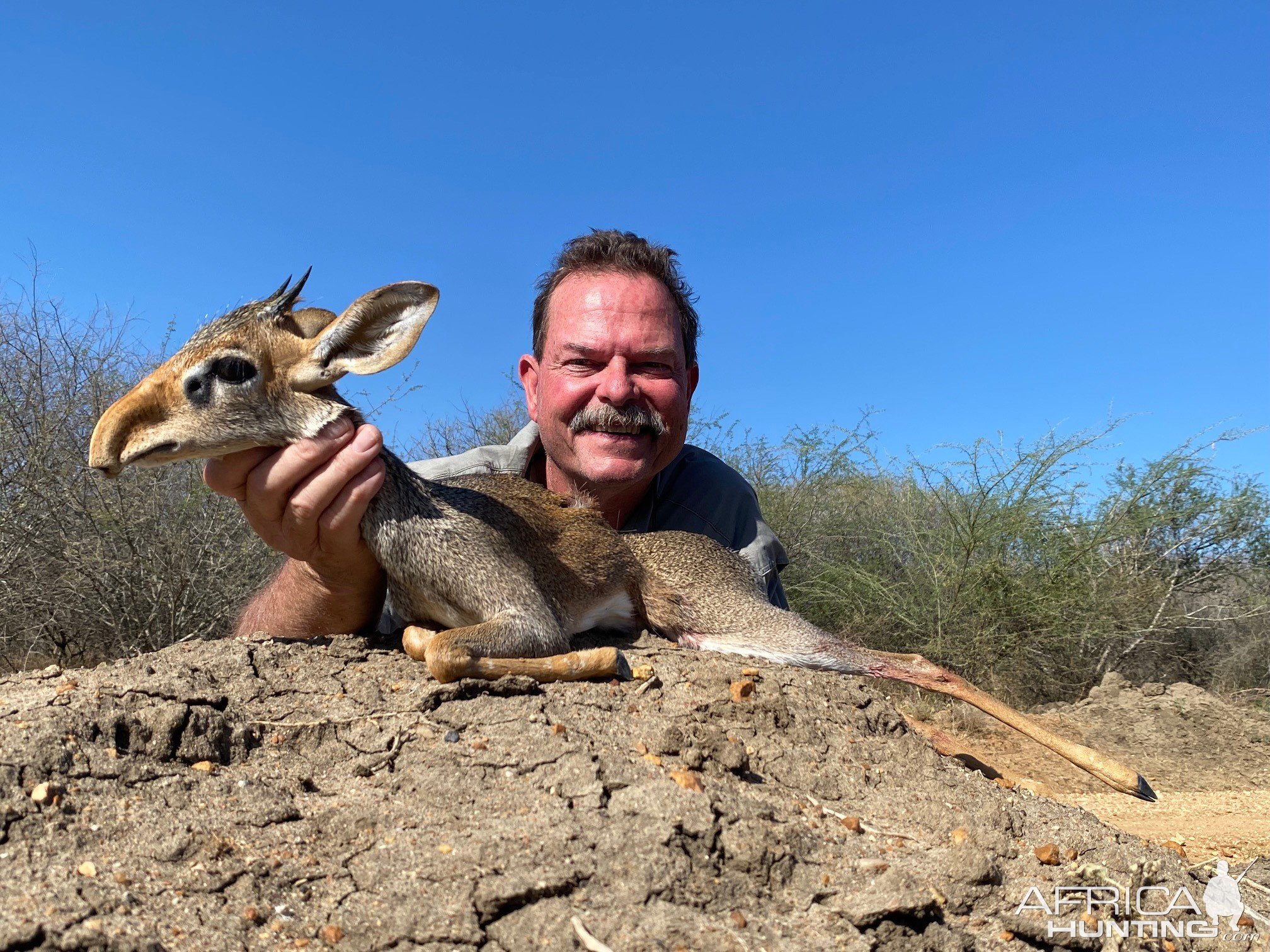 Large Snouted / Kenyan Guenthers Dik Dik Hunt Uganda