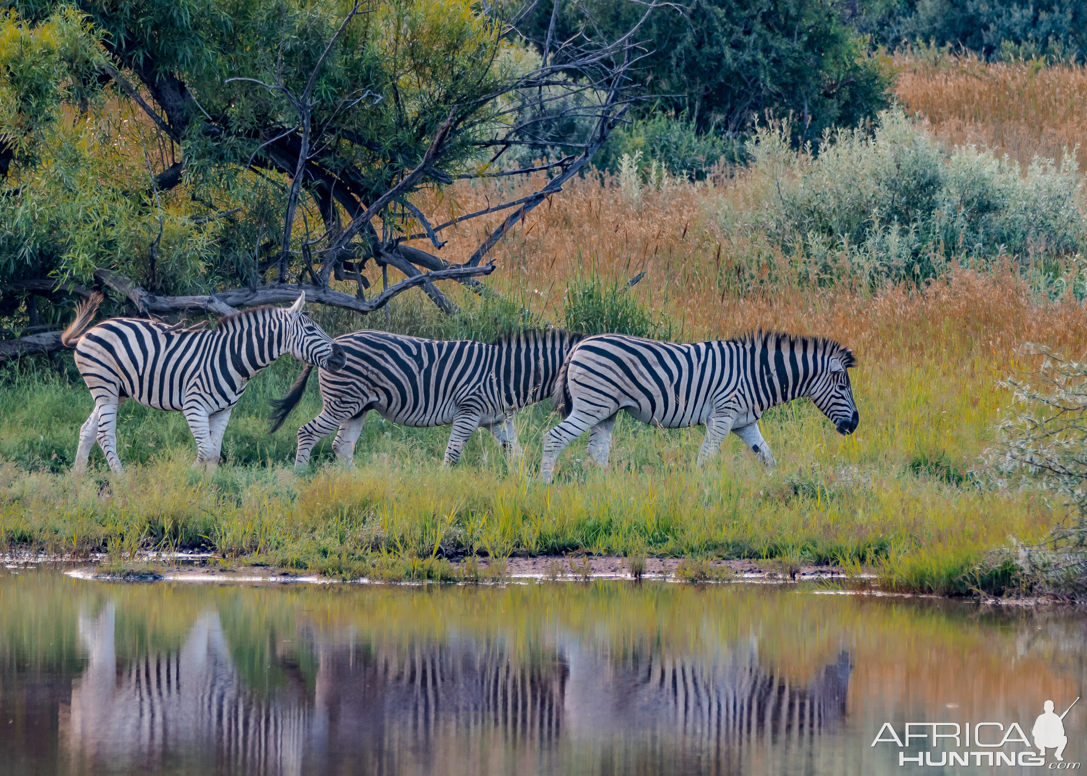 Late afternoon Zebra reflections