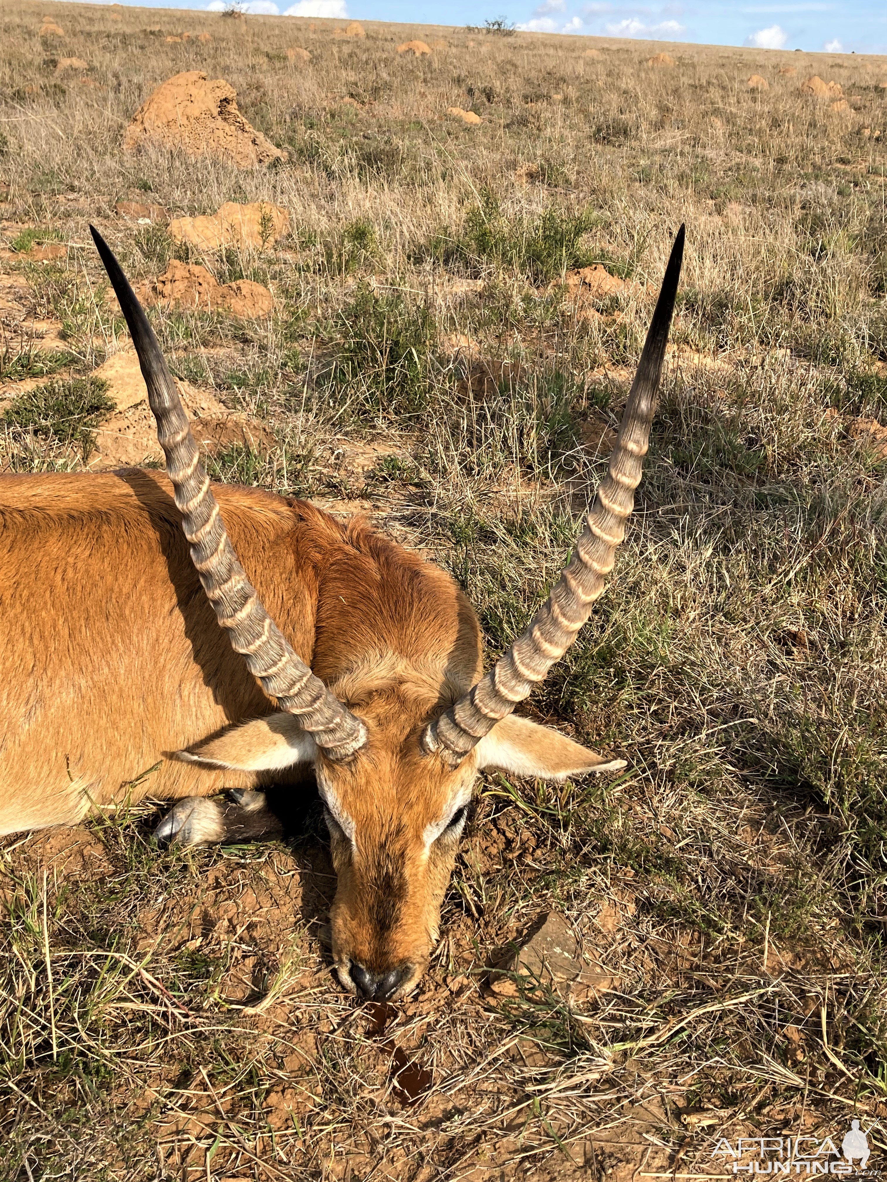 Lechwe Hunt Karoo South Africa