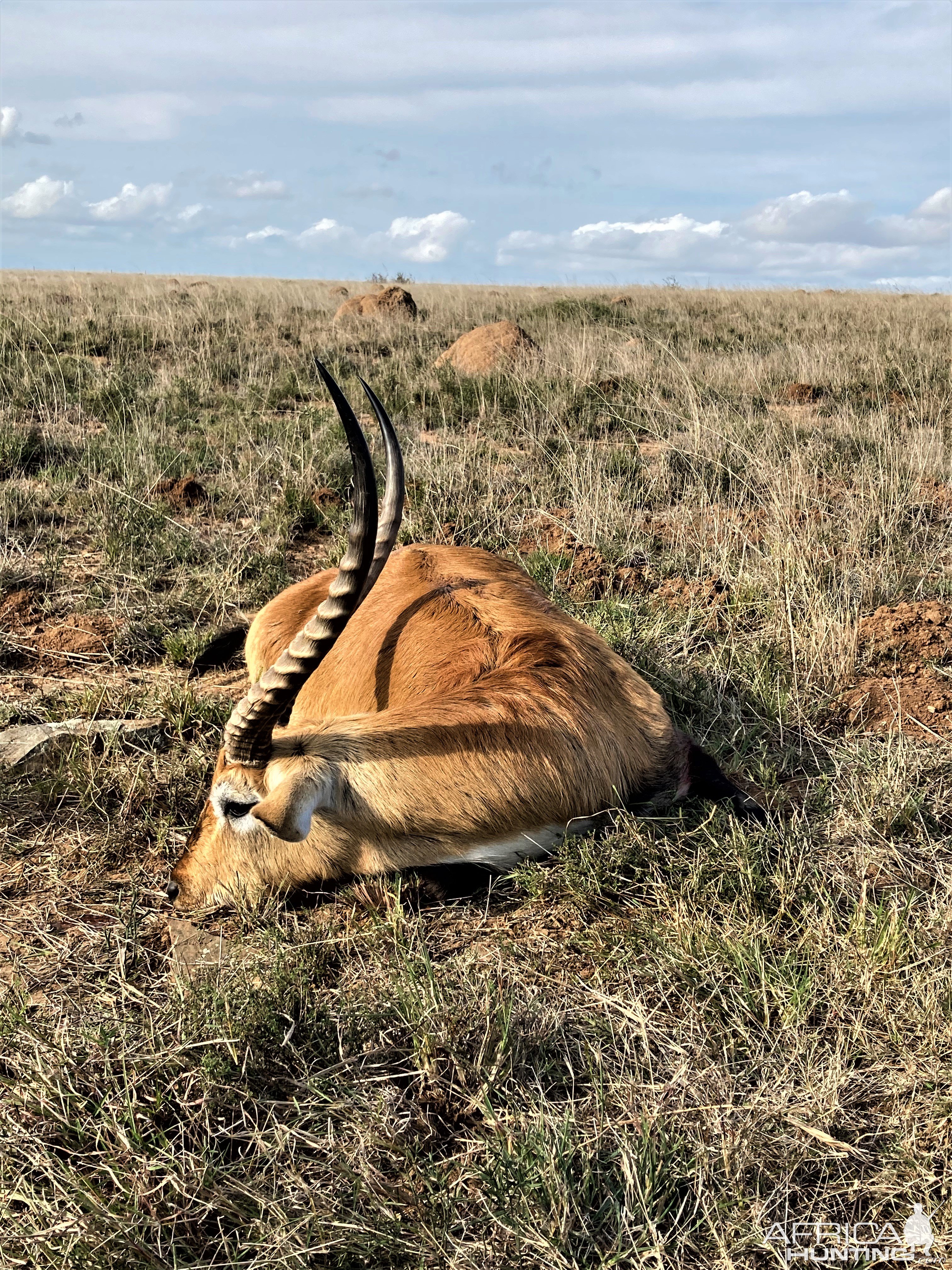 Lechwe Hunt Karoo South Africa