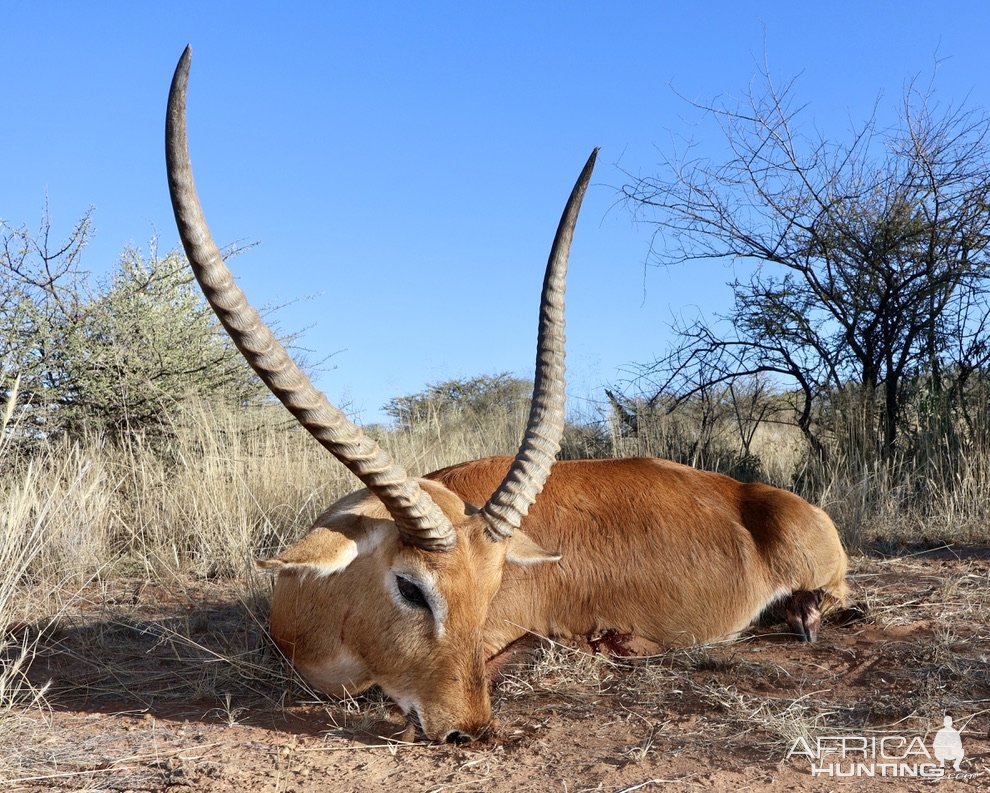 Lechwe Hunt Namibia