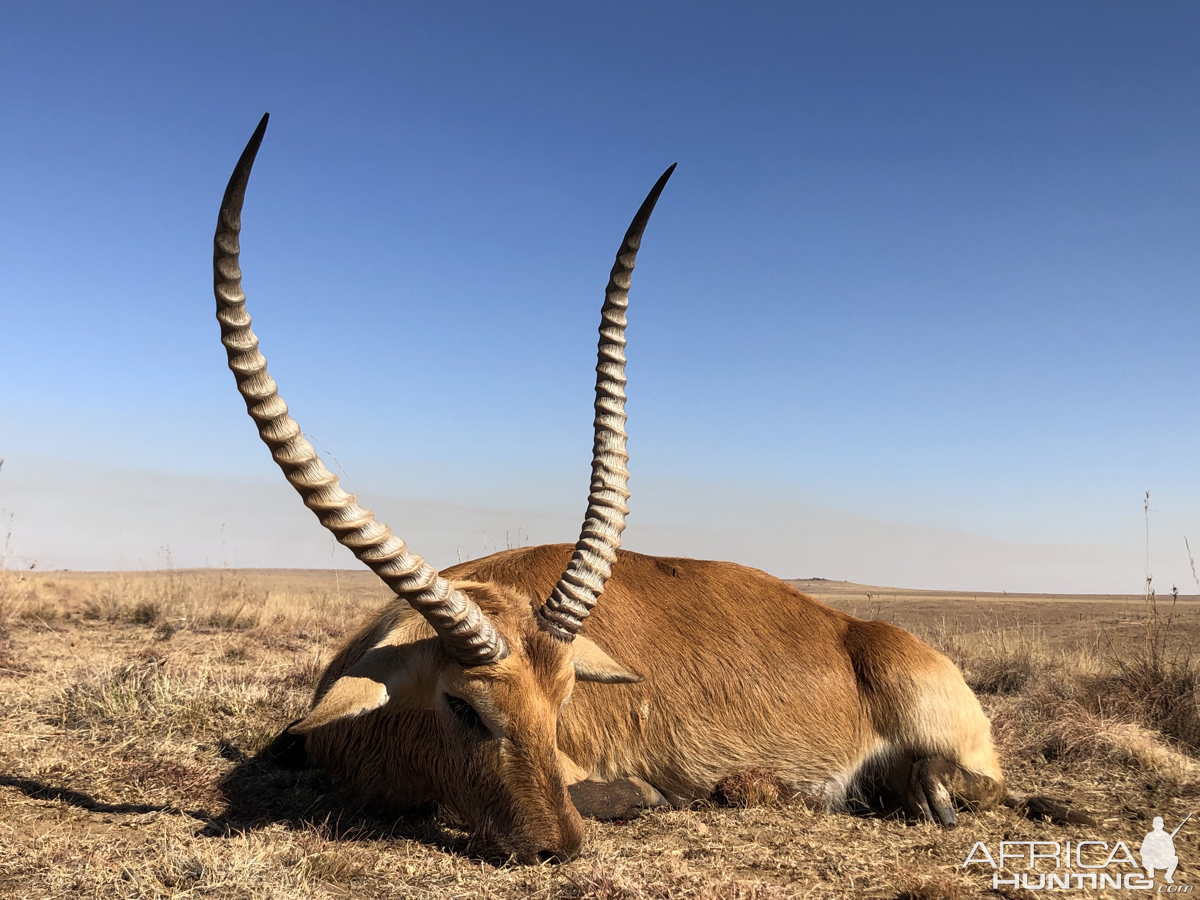 Lechwe Hunt South Africa