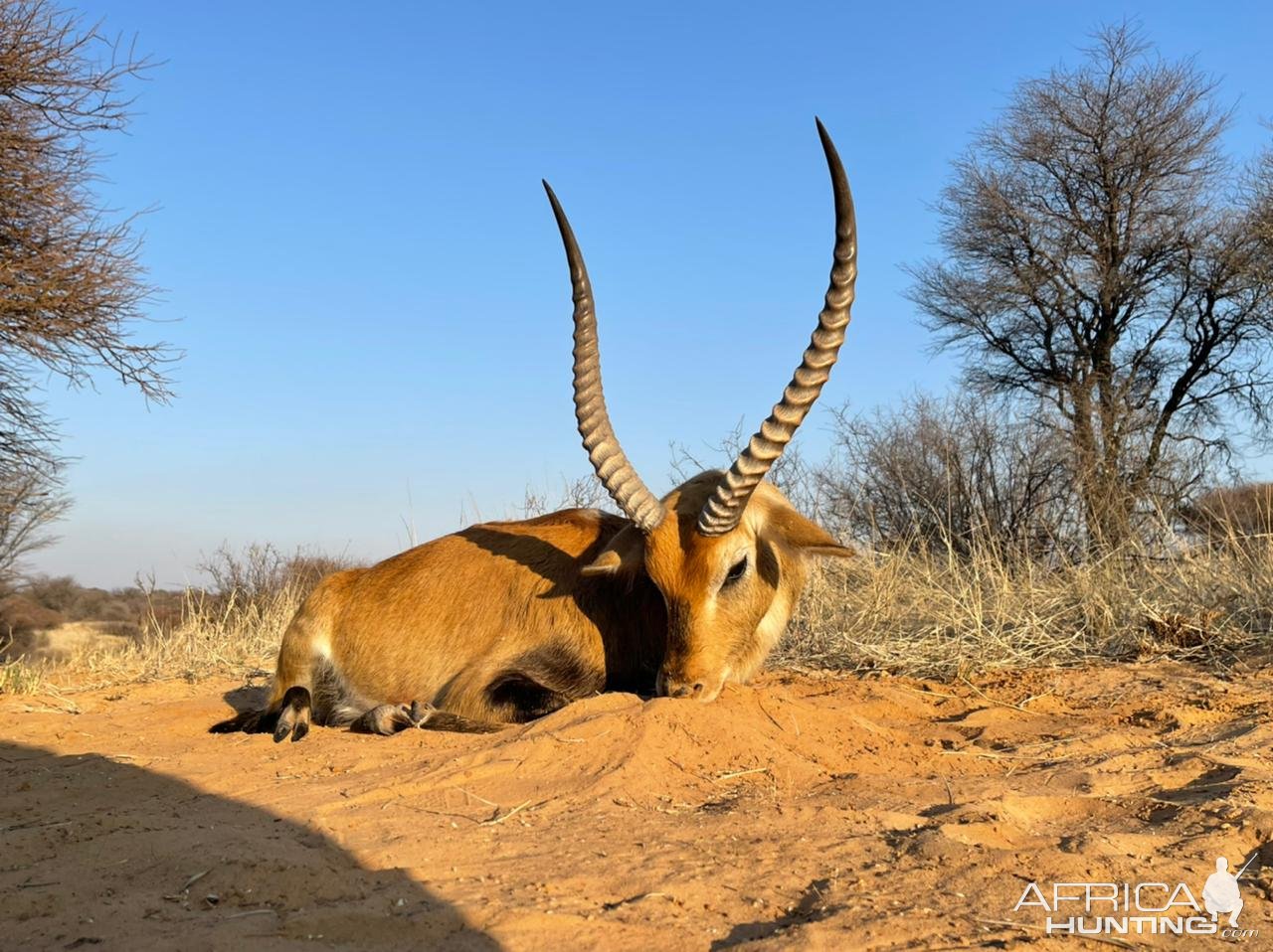 Lechwe Hunt South Africa