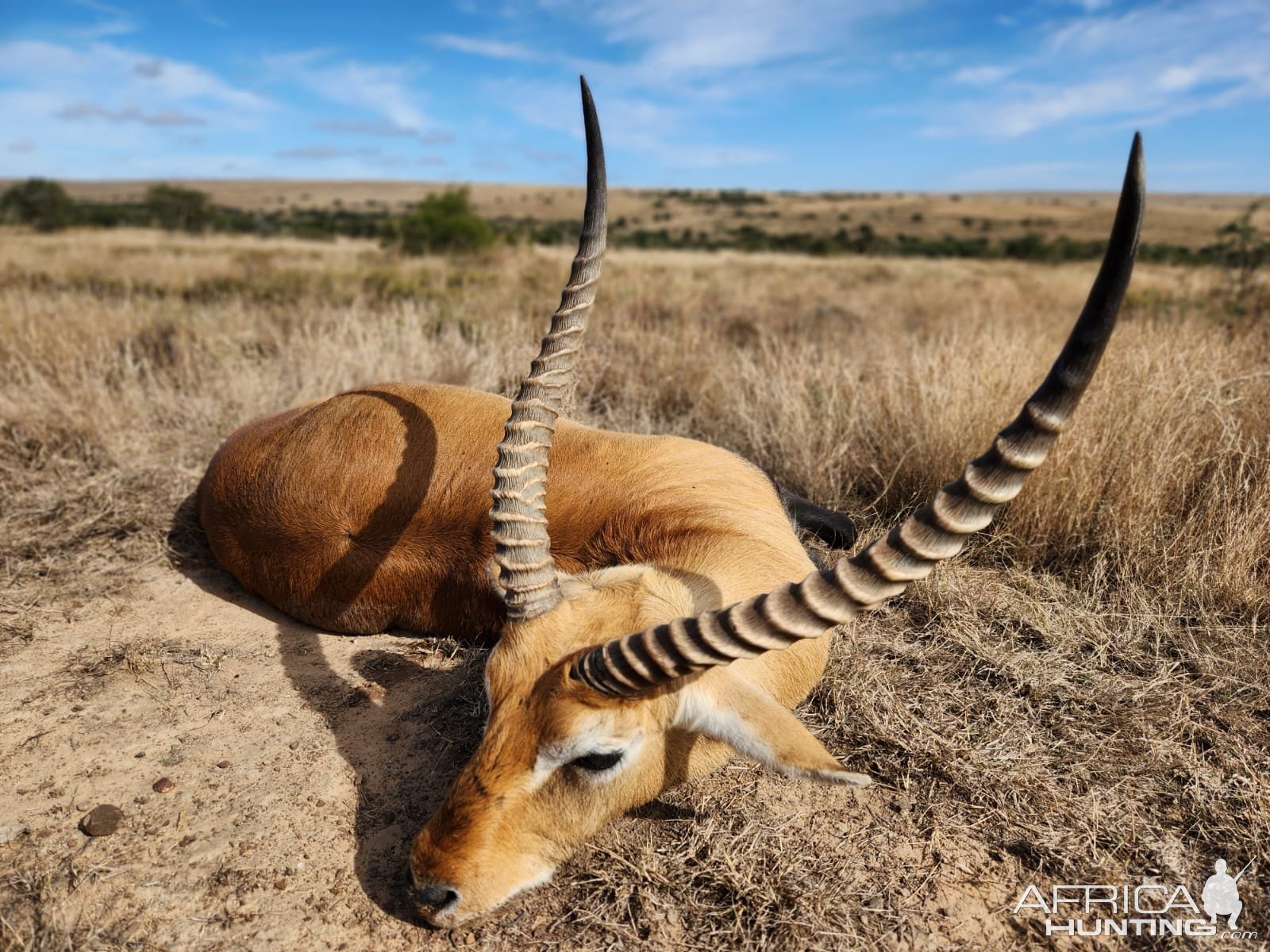 Lechwe Hunt South Africa