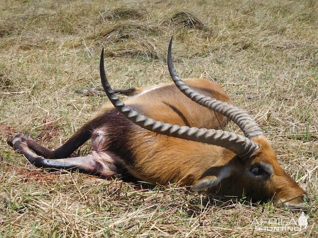 Lechwe Hunt