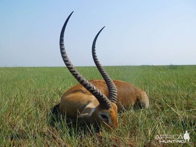 Lechwe Hunting