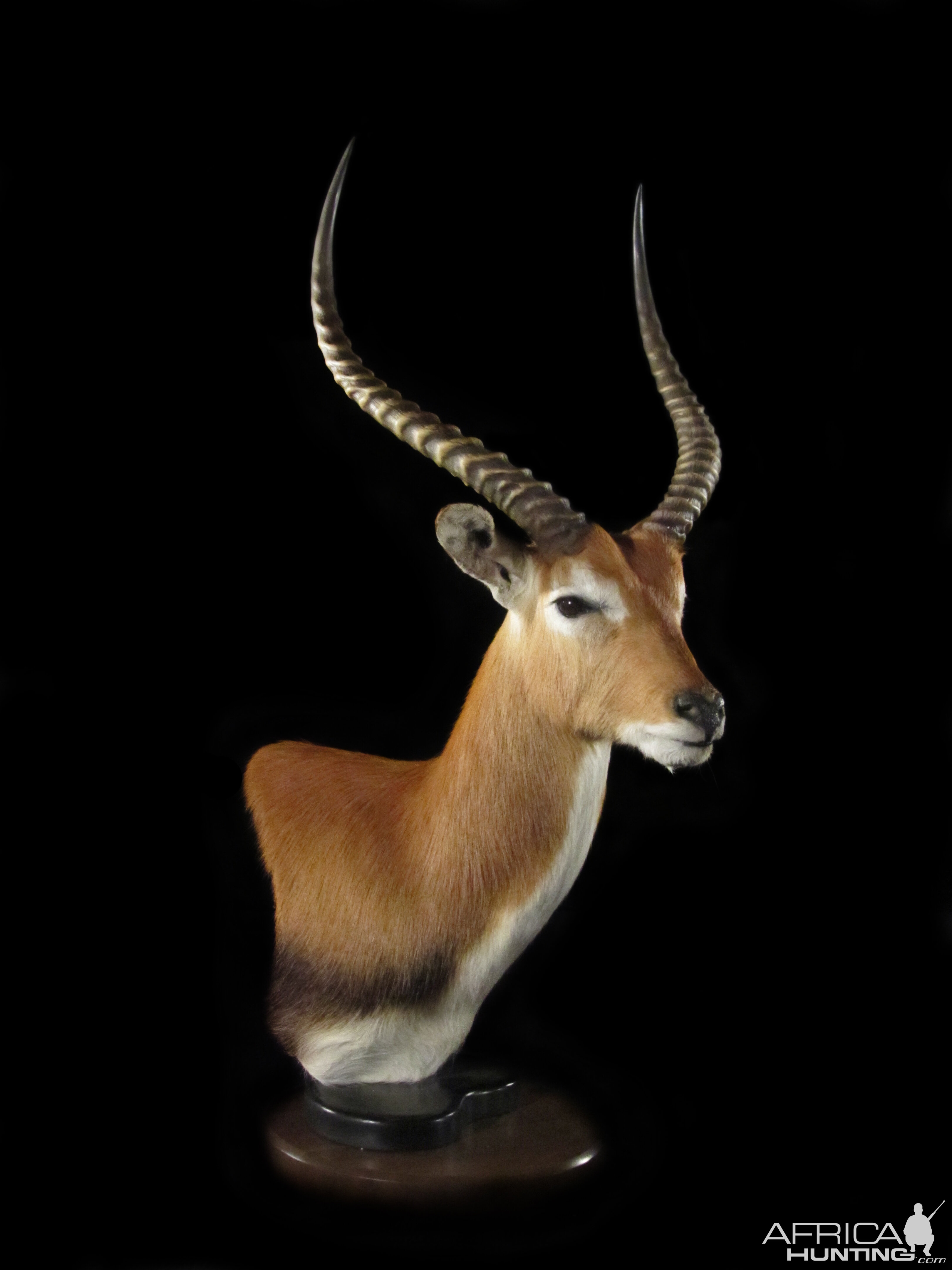 Lechwe Pedestal Mount Taxidermy