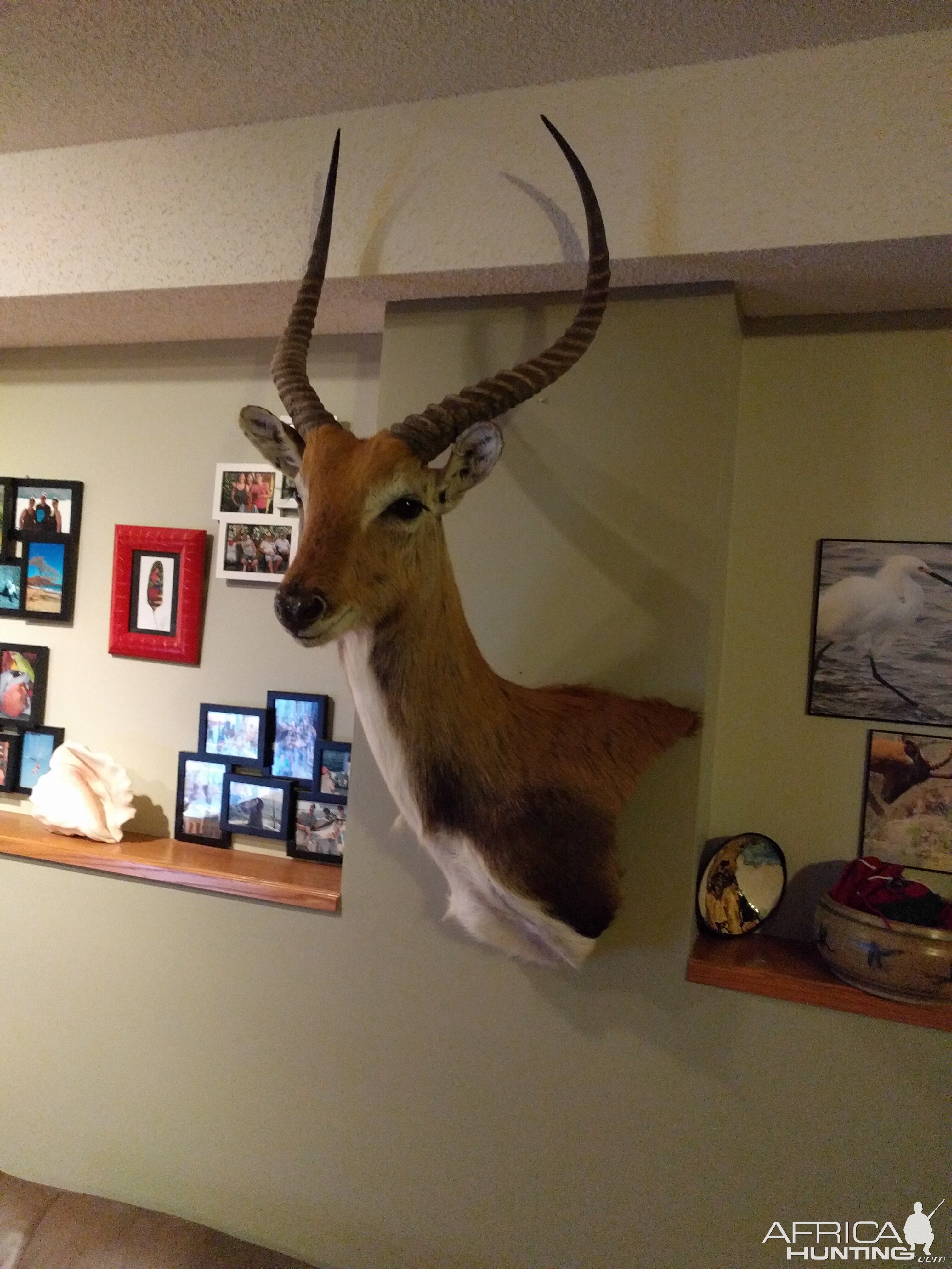 Lechwe Shoulder Mount Taxidermy