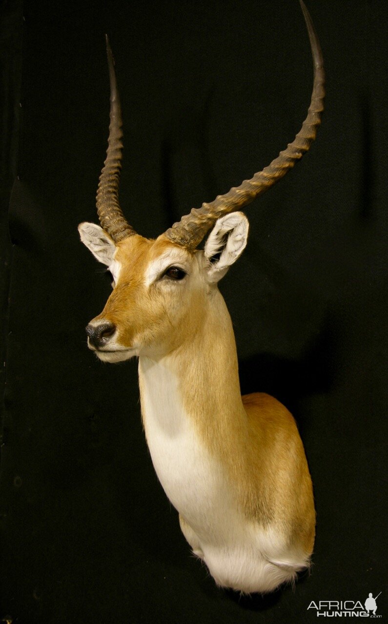 Lechwe Shoulder Mount Taxidermy