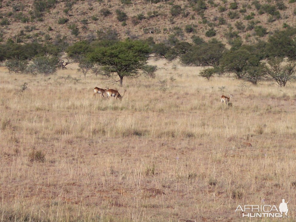 Lechwe South Africa