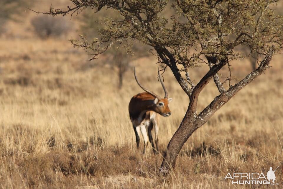 Lechwe South Africa