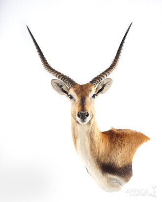 Lechwe Wall Pedestal Mount Taxidermy