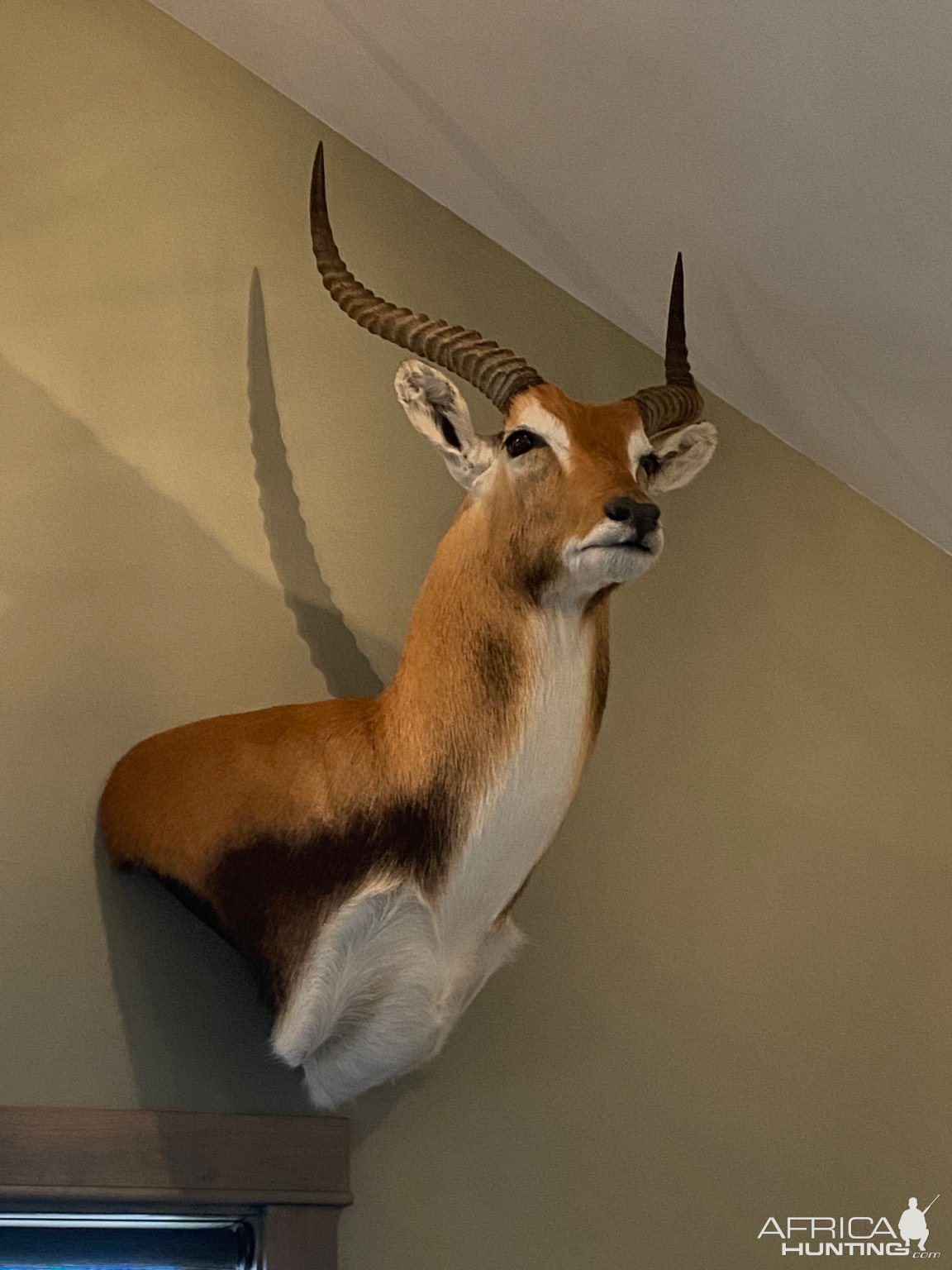 Lechwe Wall Pedestal Mount Taxidermy