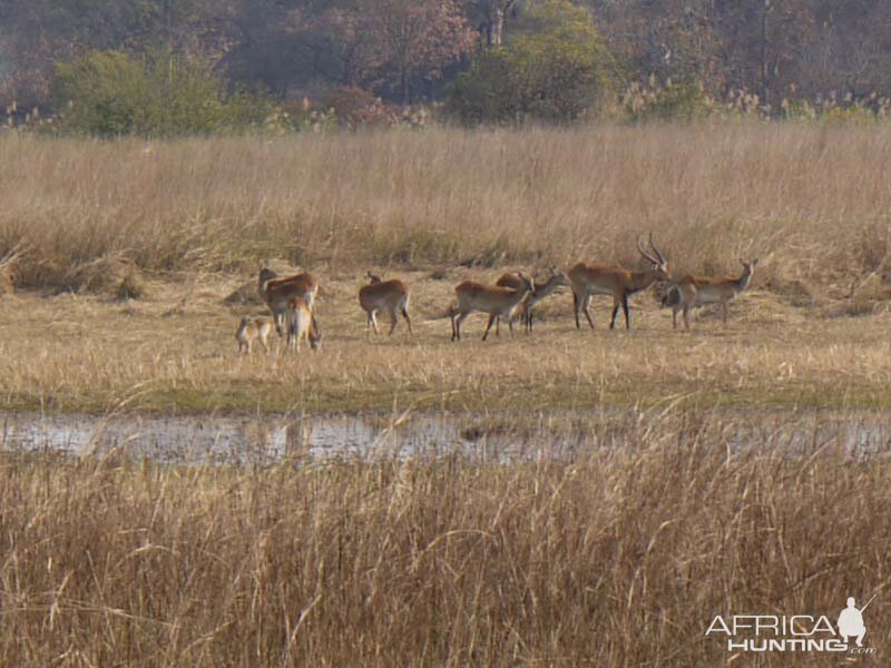 Lechwe Zambia Wildlife