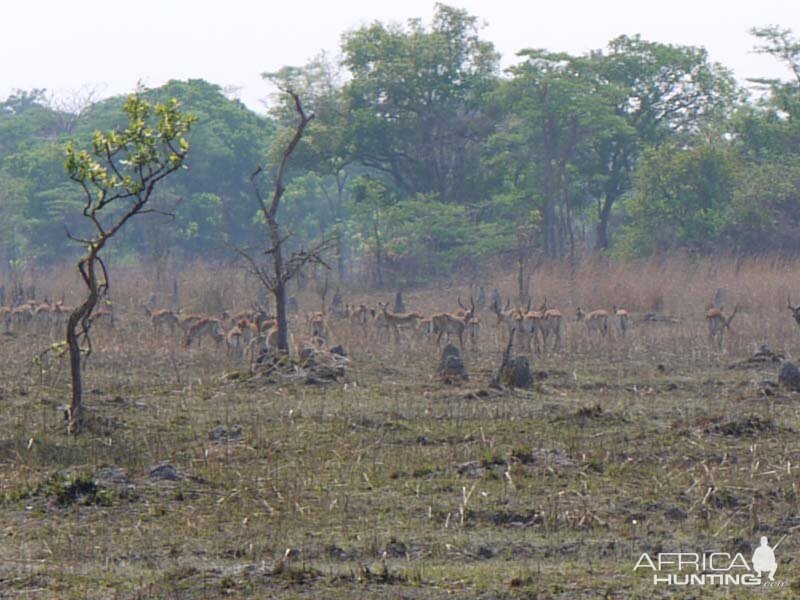 Lechwe Zambia Wildlife