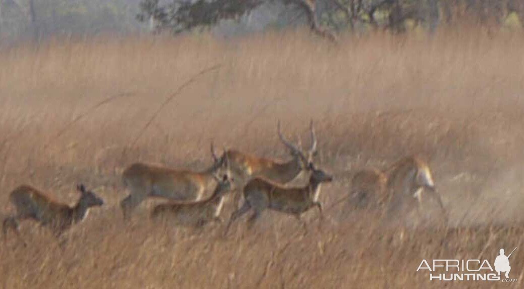 Lechwe Zambia Wildlife