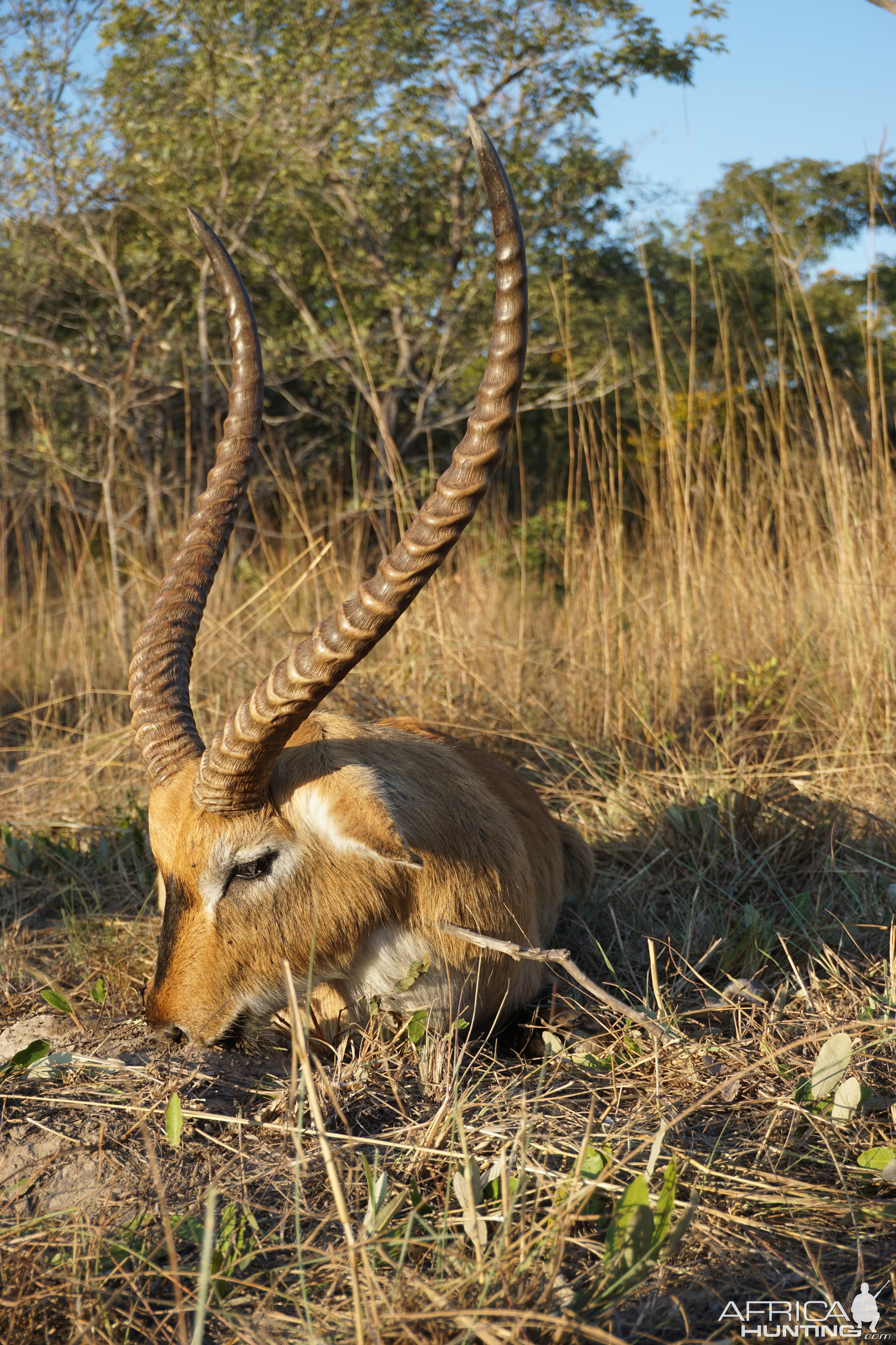 Lechwe Zambia