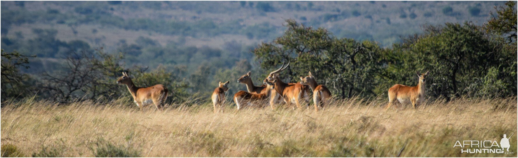 Lechwe