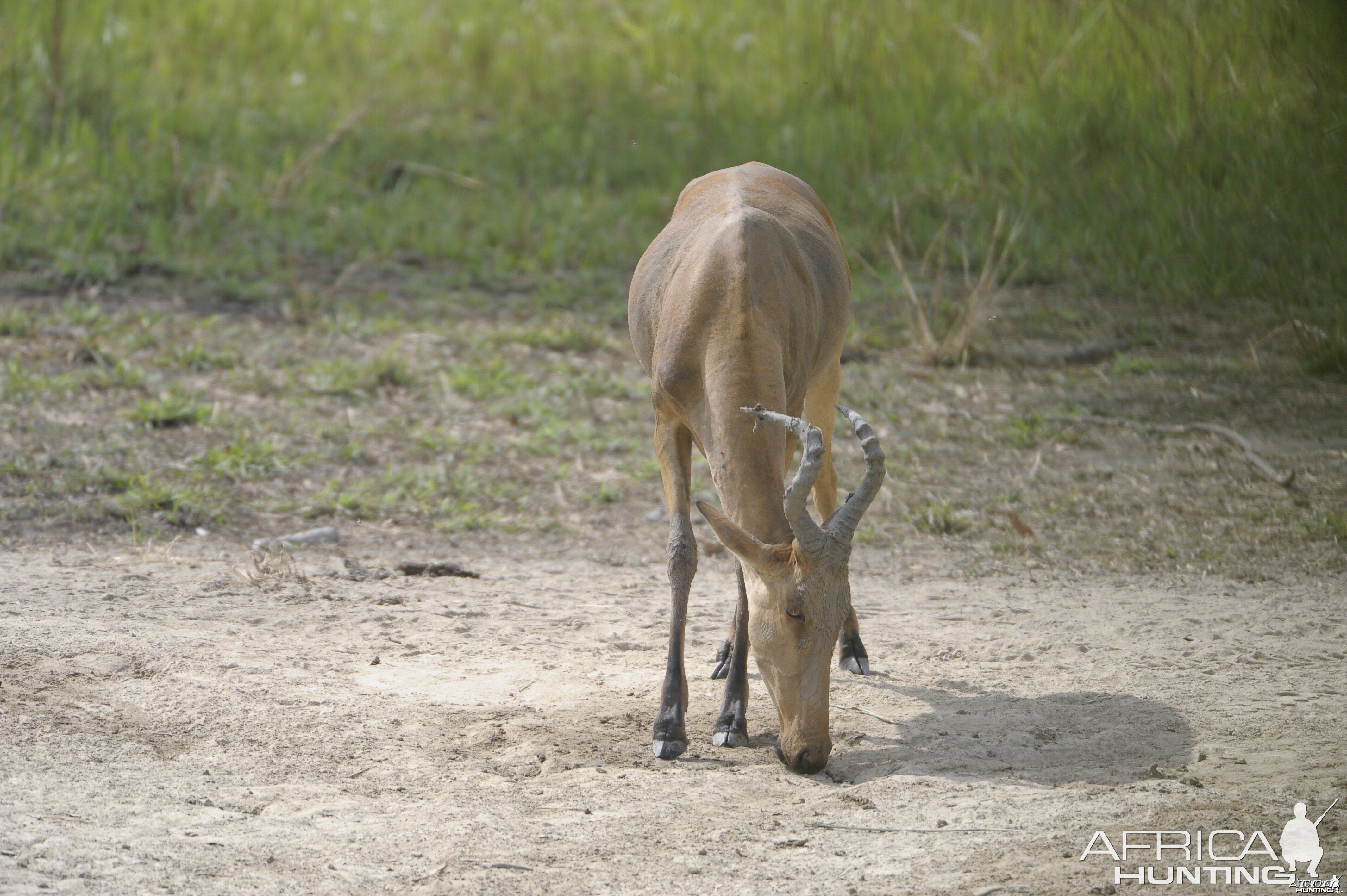 Lelwel Hartebeest in Central African Republic