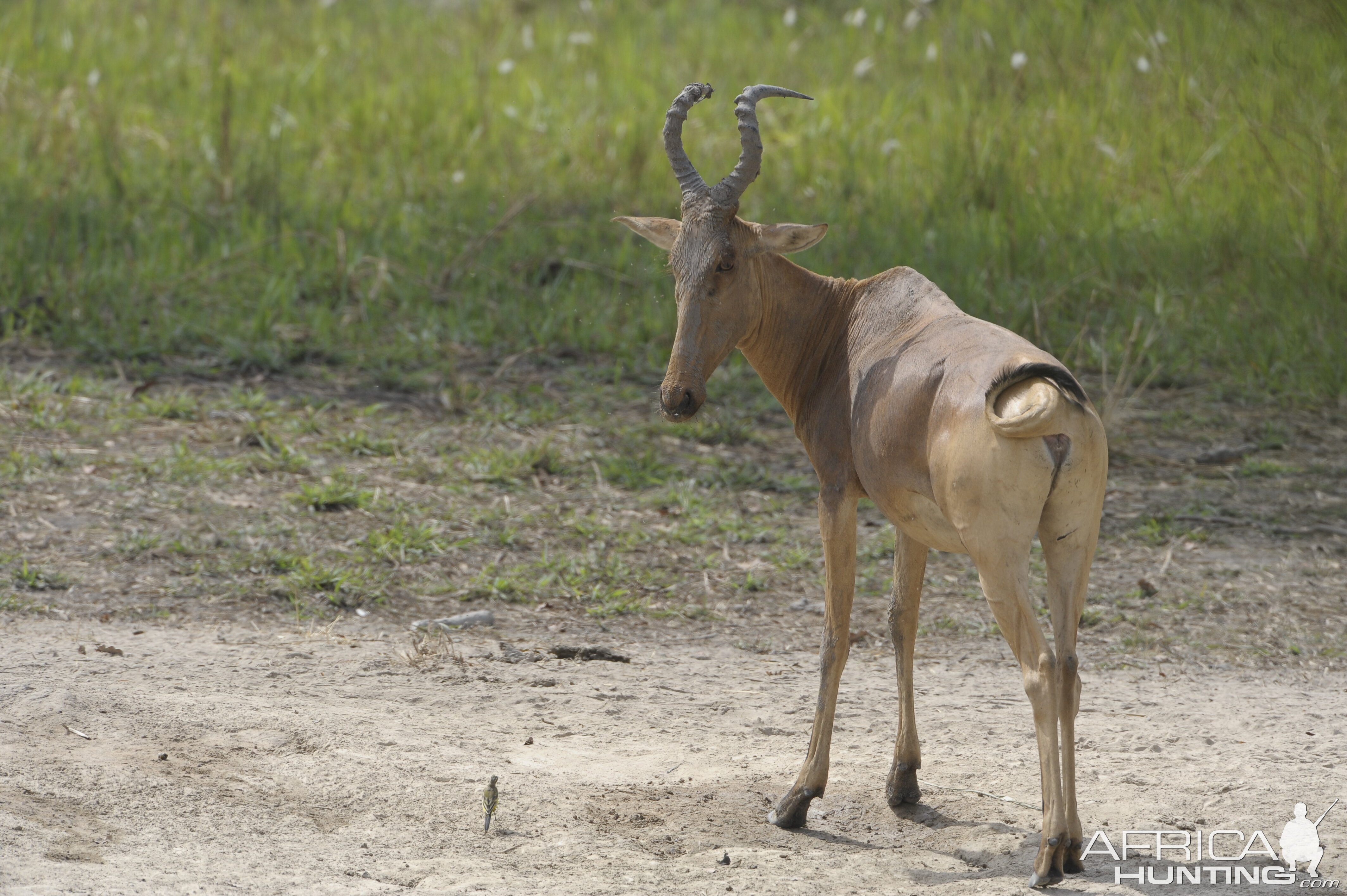 Lelwel Hartebeest in Central African Republic