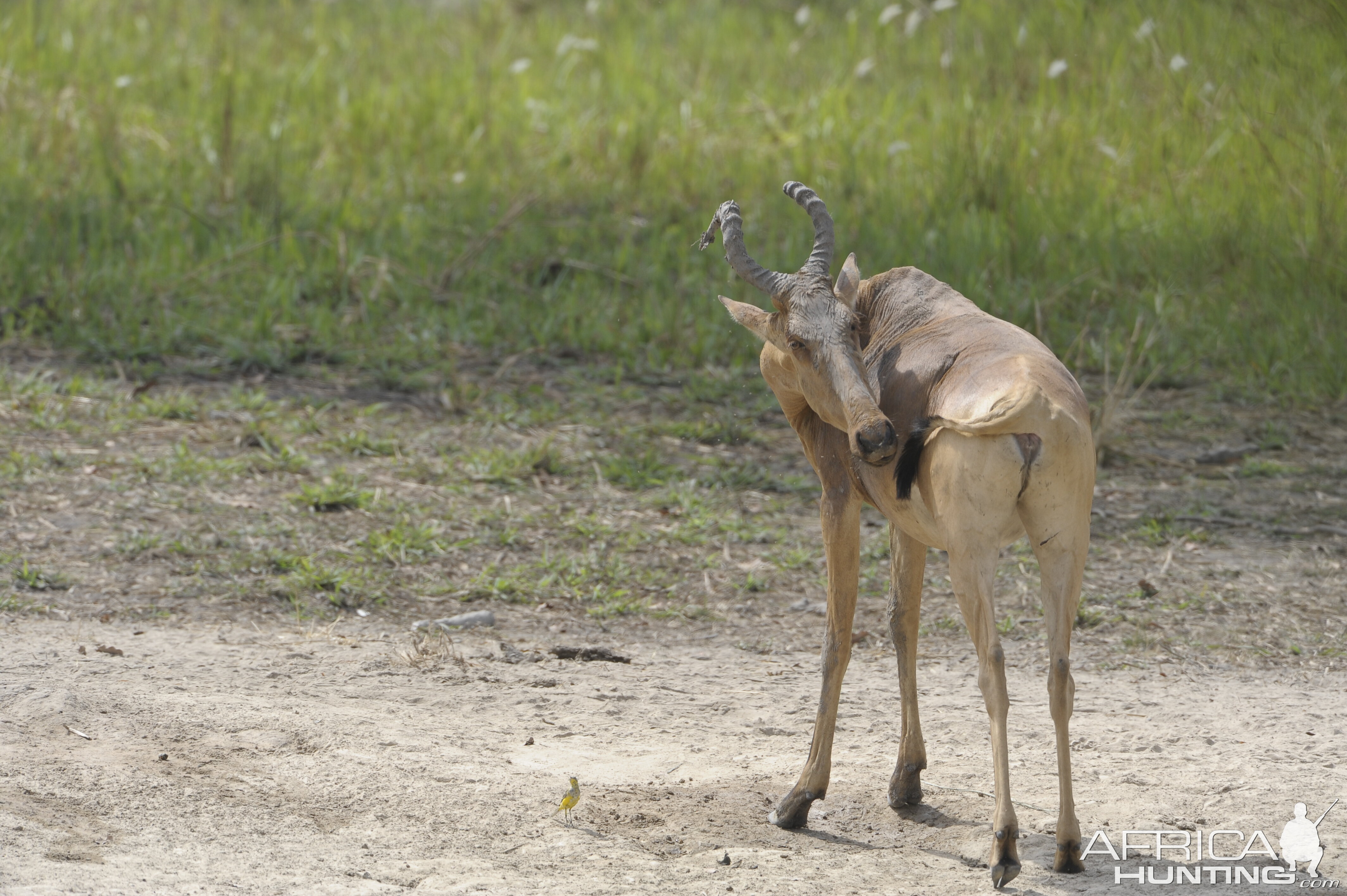 Lelwel Hartebeest in Central African Republic