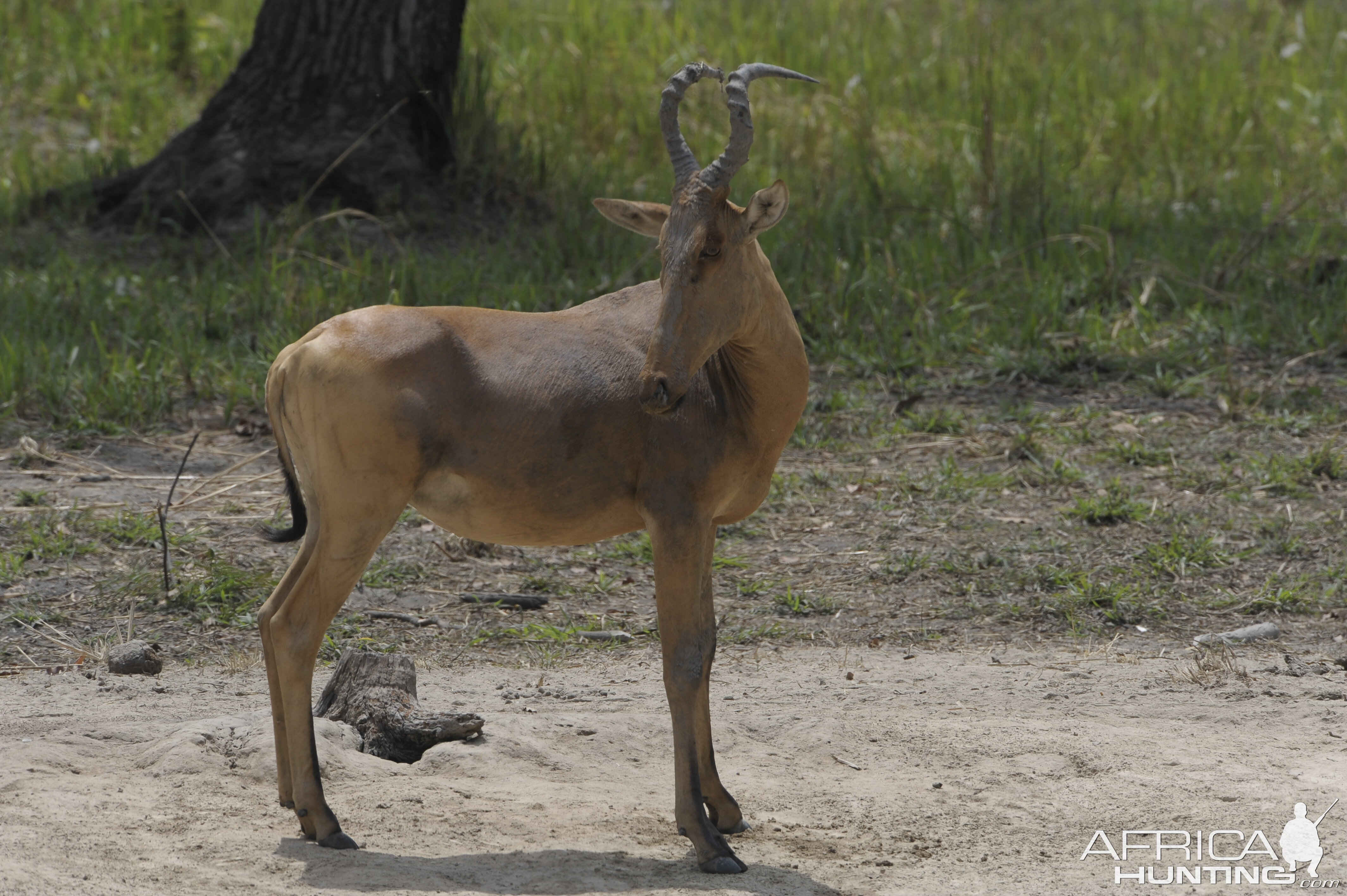 Lelwel Hartebeest in Central African Republic