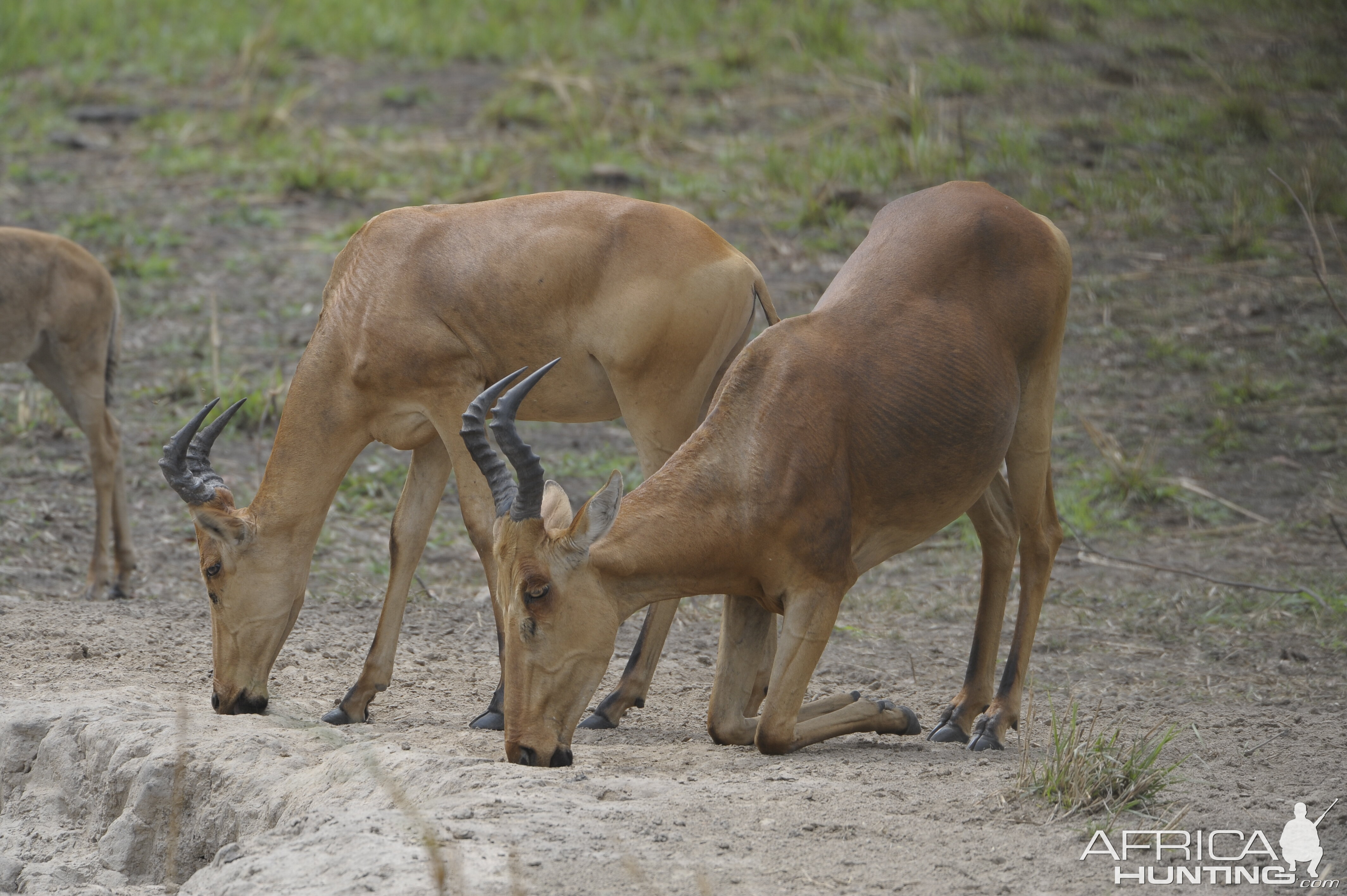 Lelwel Hartebeest in Central African Republic