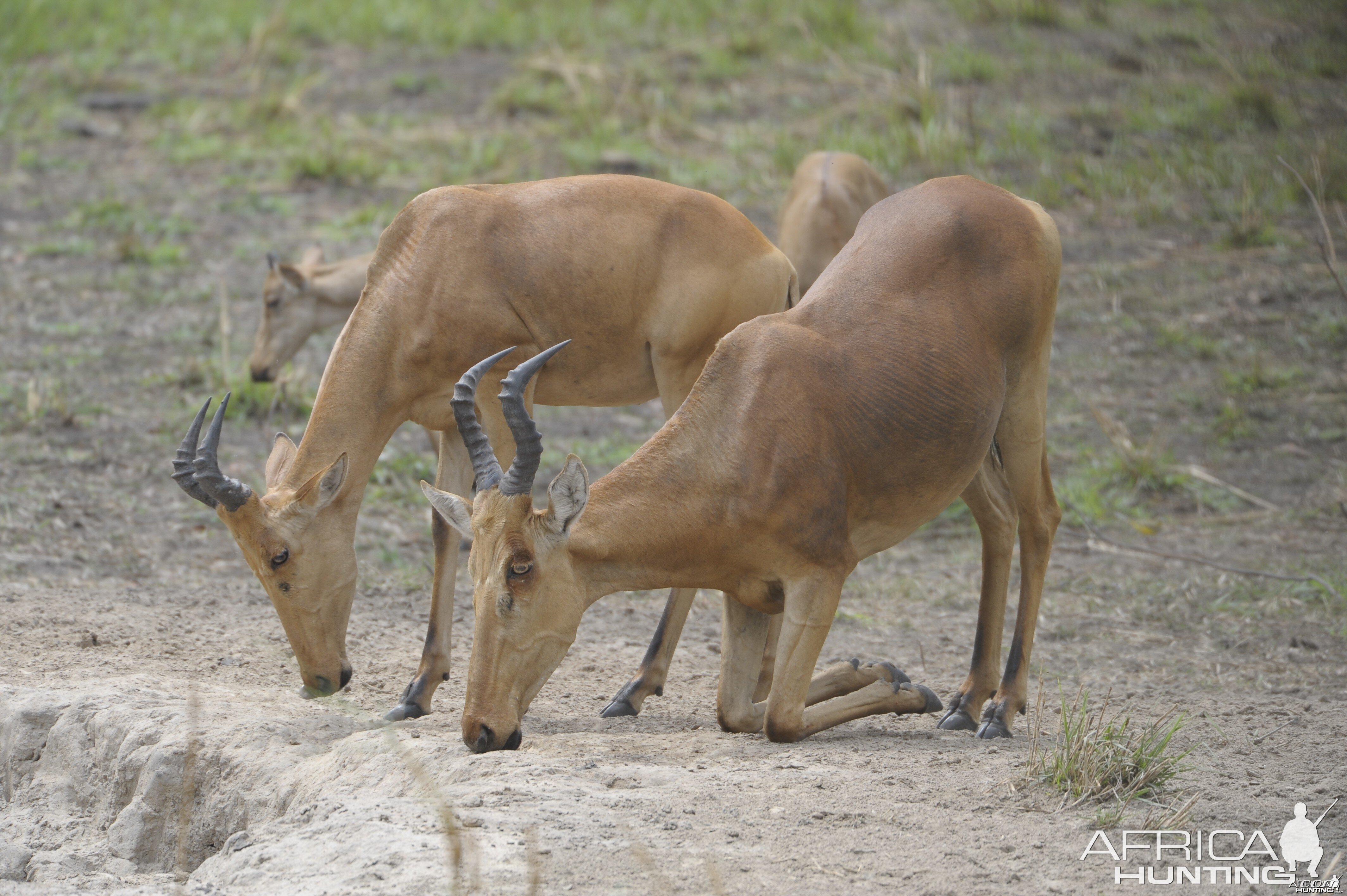 Lelwel Hartebeest in Central African Republic