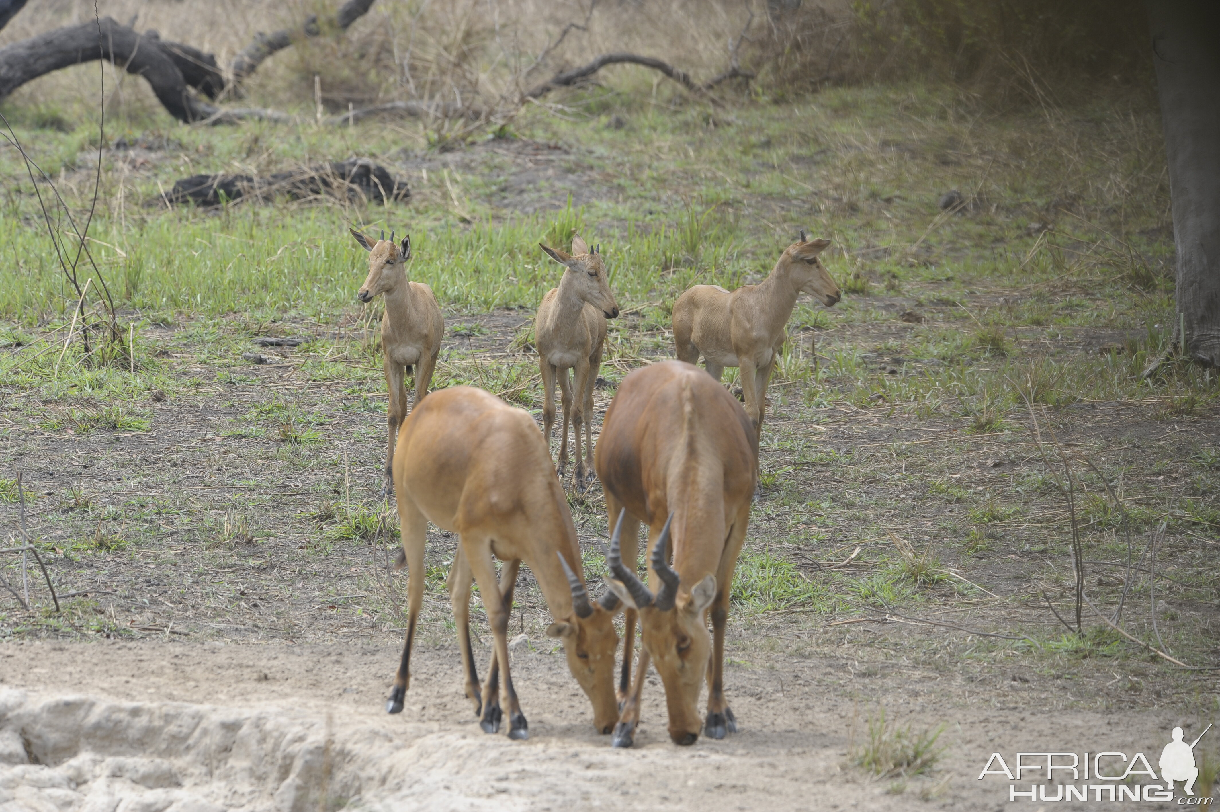 Lelwel Hartebeest in Central African Republic