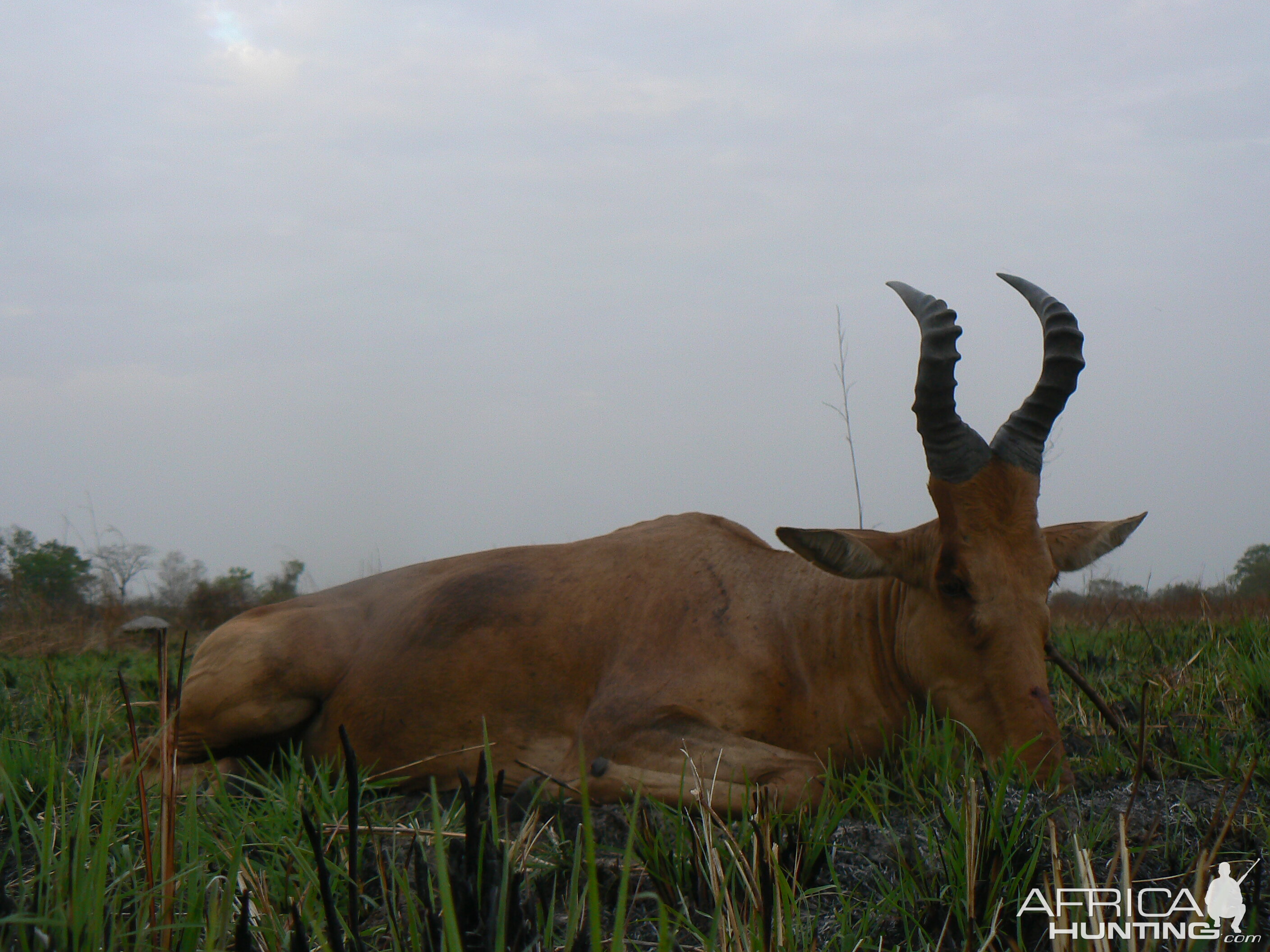 Lelwel hartebeest taken in CAR