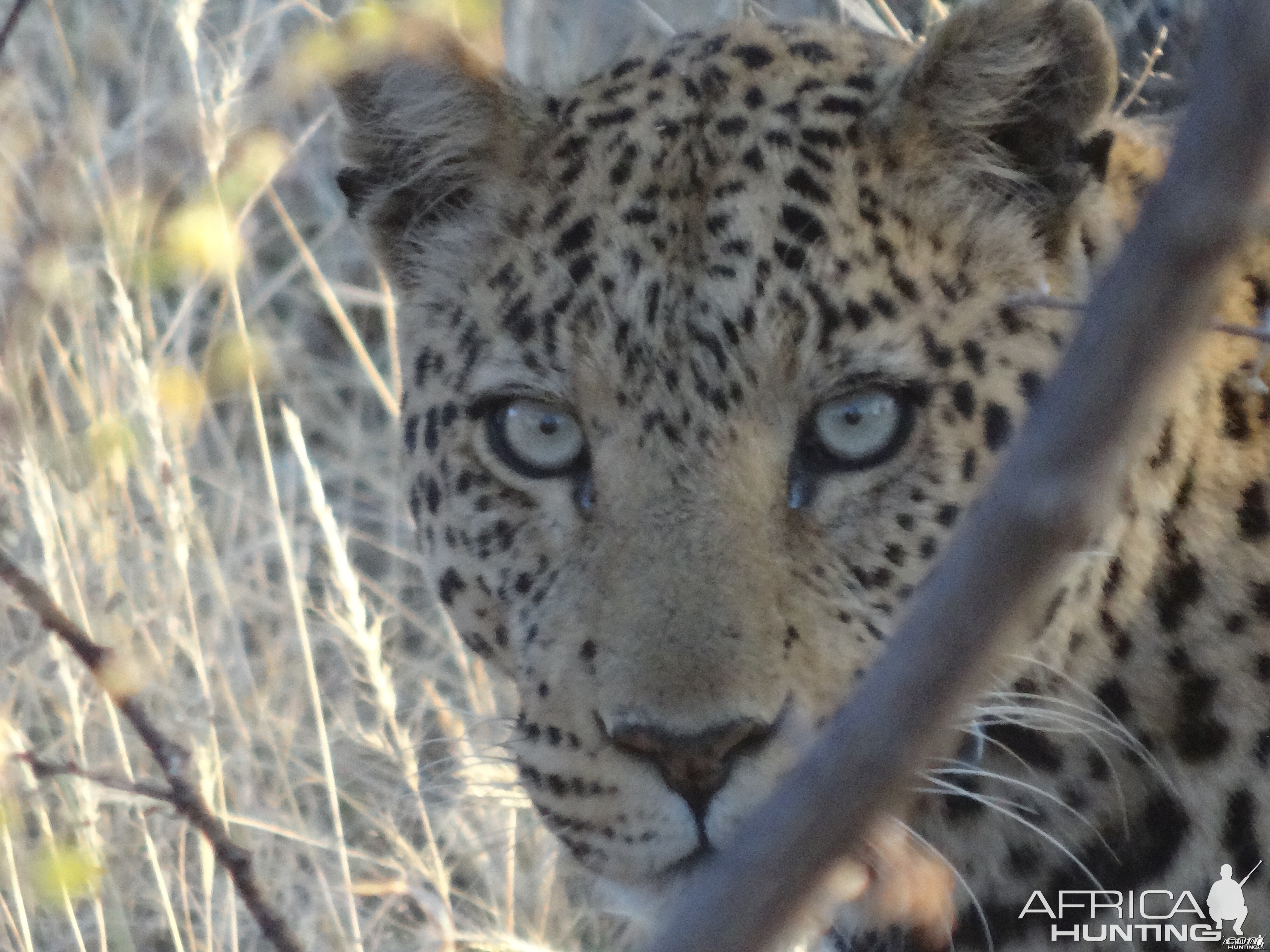 leopard at Okonjima