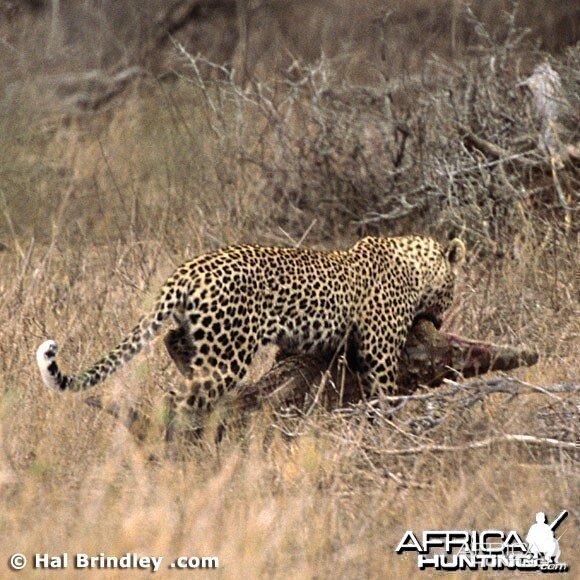 leopard vs crocodile