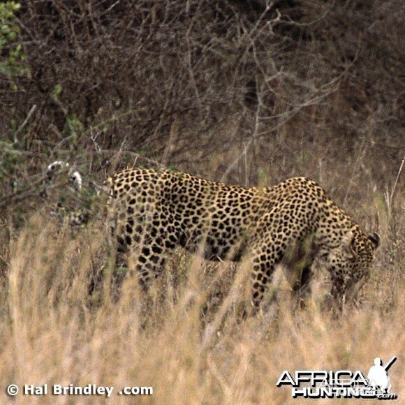 Leopard Attacking Crocodile