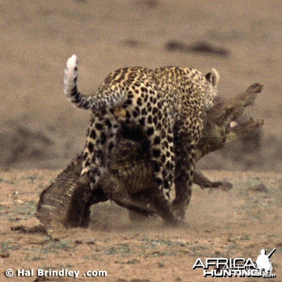 Leopard Attacking Crocodile | AfricaHunting.com