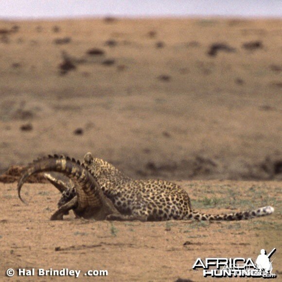 Leopard Attacking Crocodile