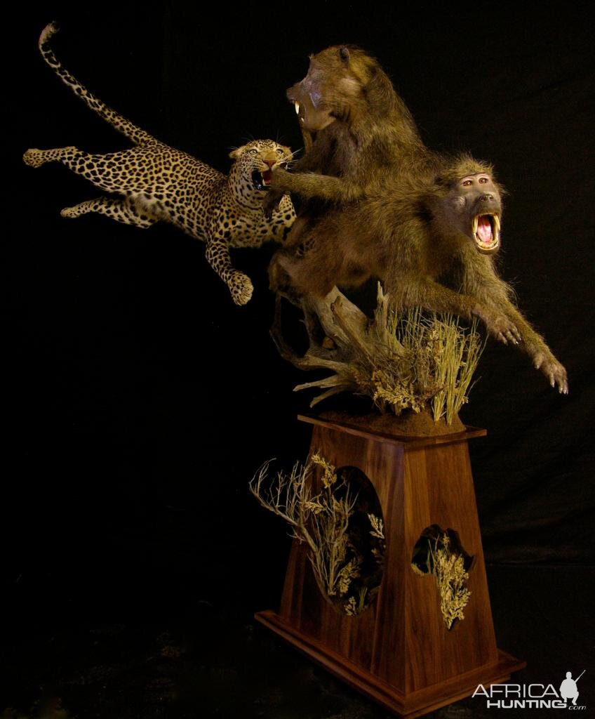 Leopard & Baboons Taxidermy Scene