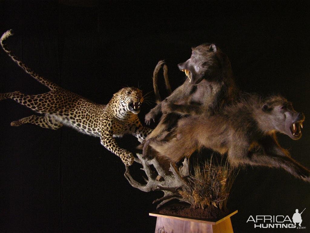 Leopard & Baboons Taxidermy Scene