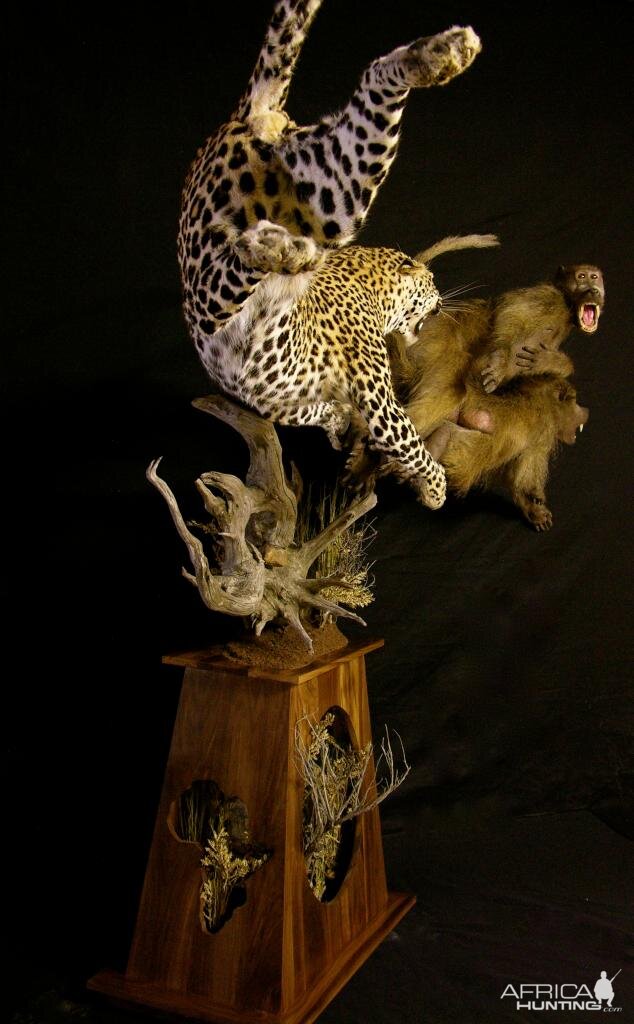 Leopard & Baboons Taxidermy Scene