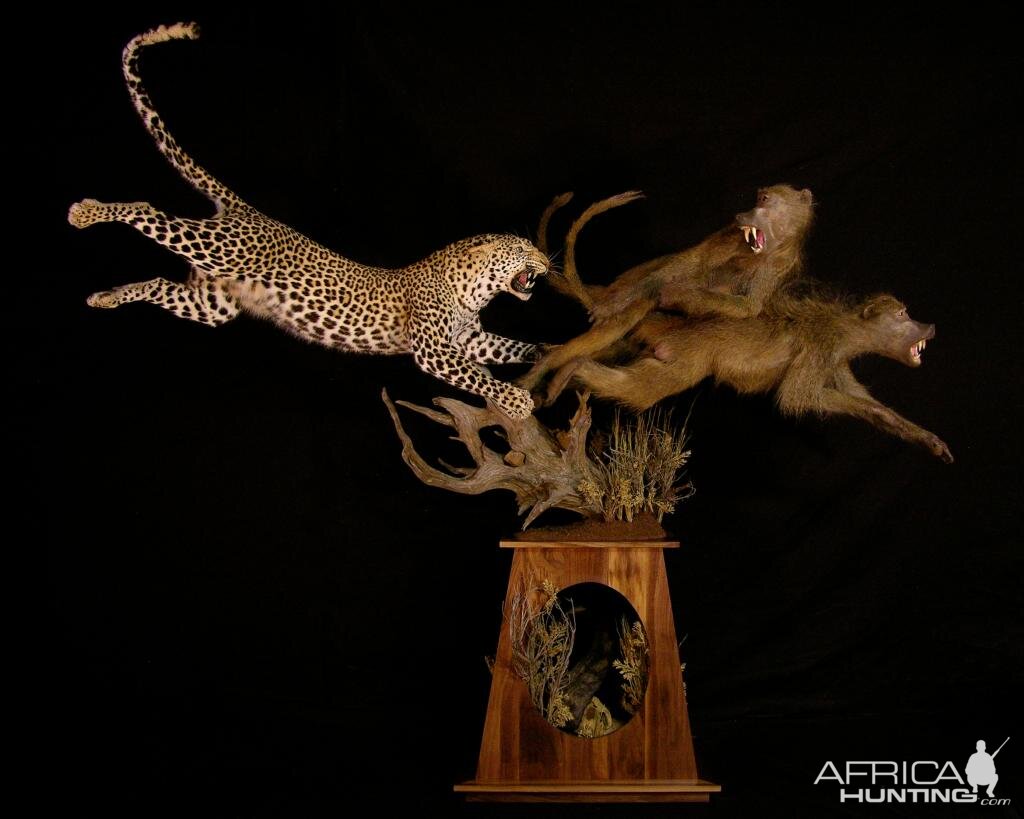 Leopard & Baboons Taxidermy Scene